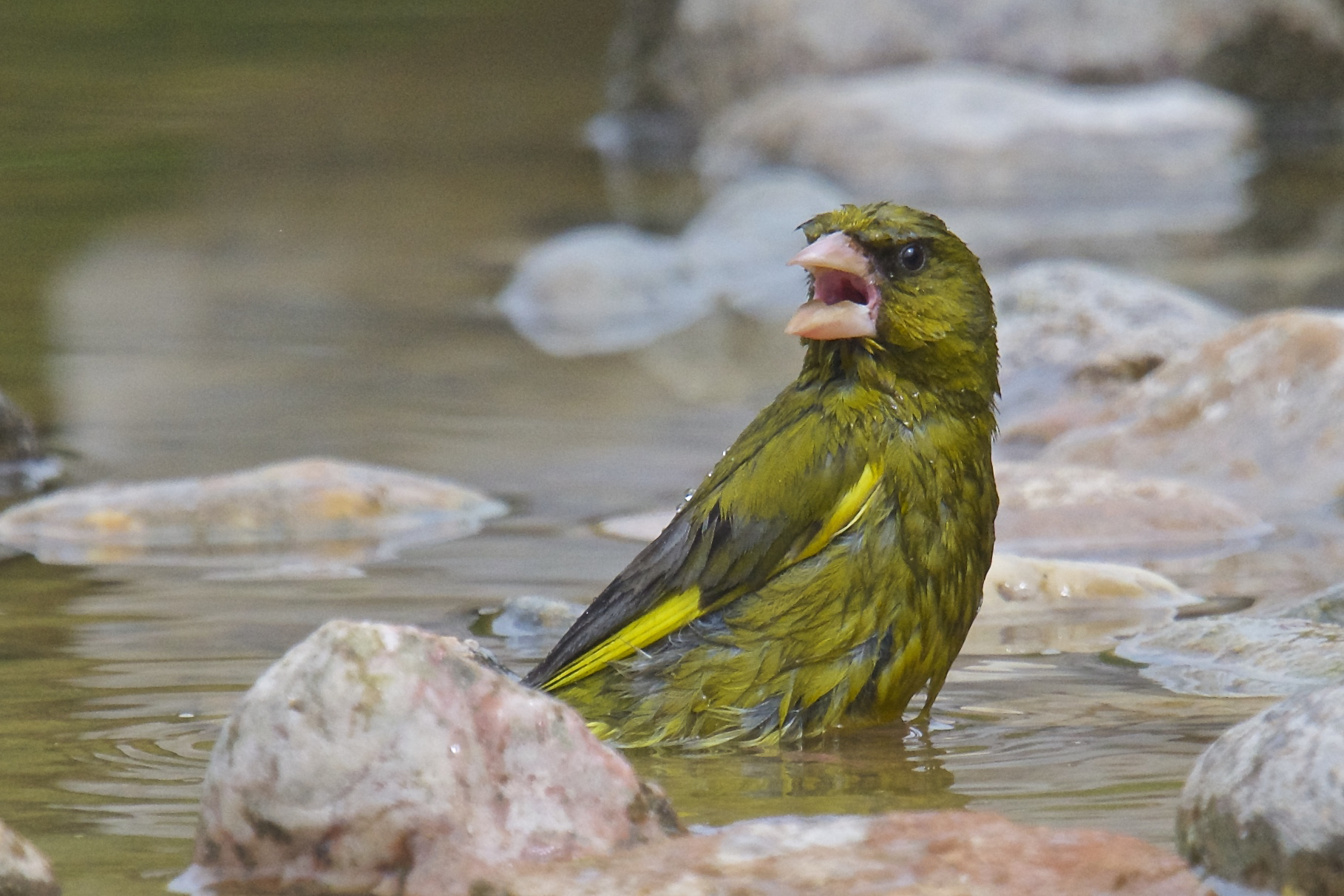 Passami l'asciugamano!!