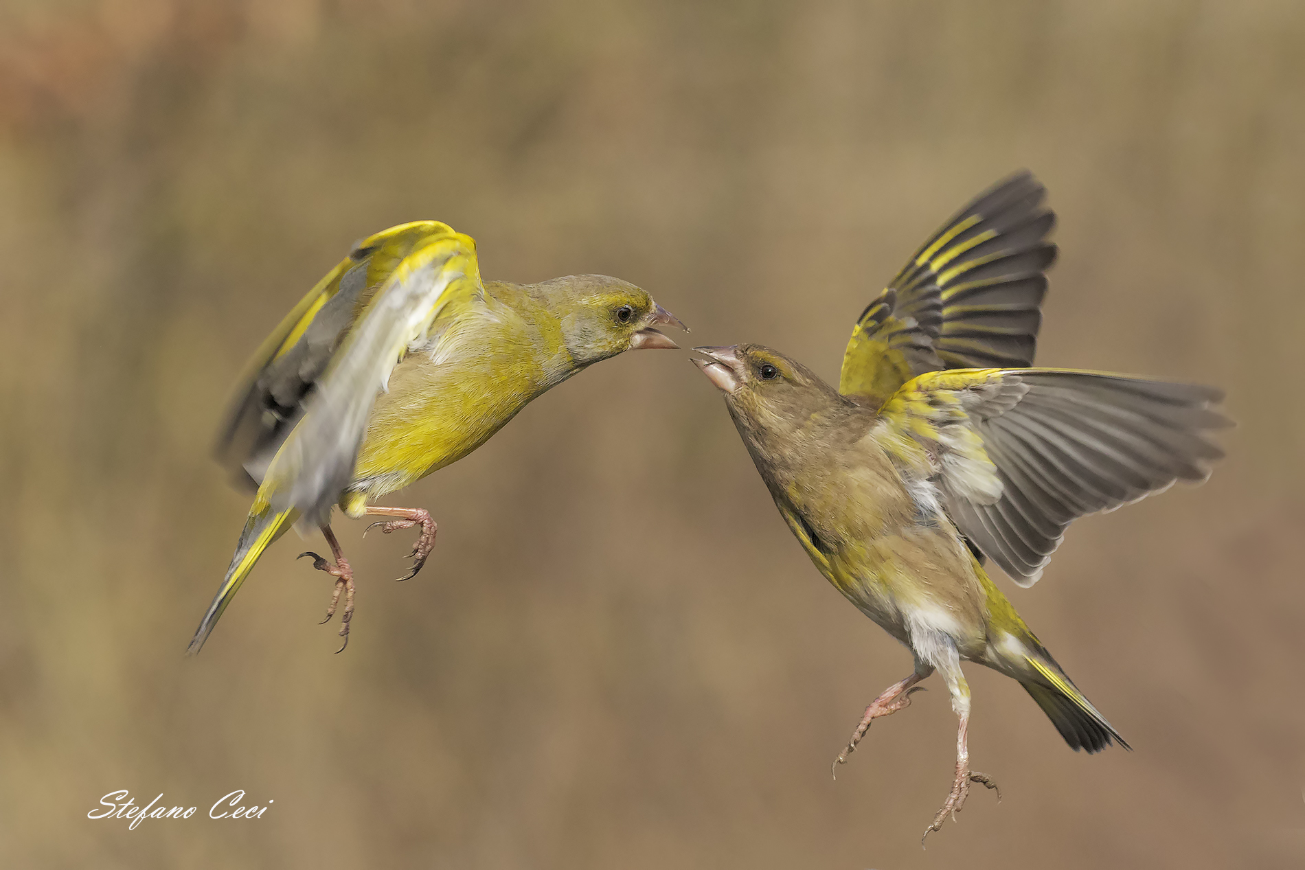 Incontro tra Verdoni
