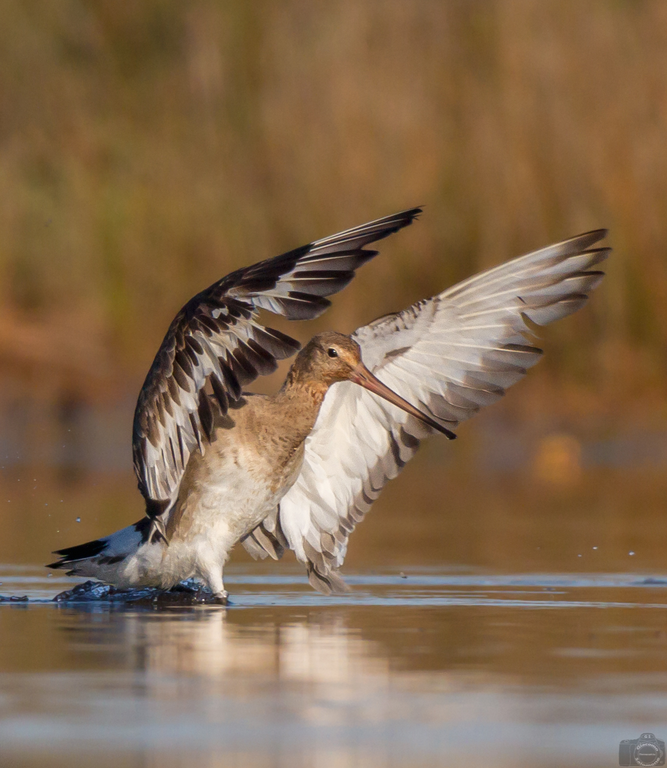 The arrival of the black-tailed godwit.