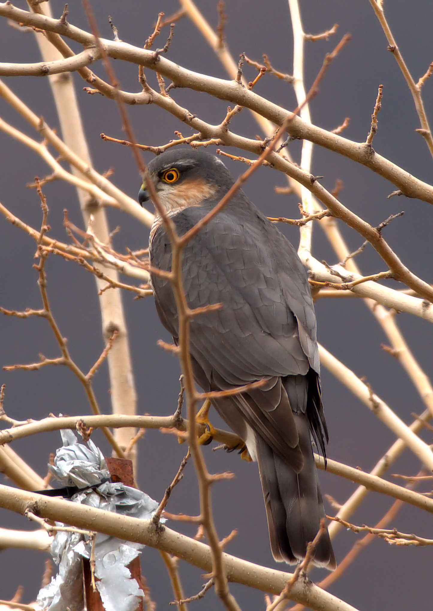 Sparrowhawk