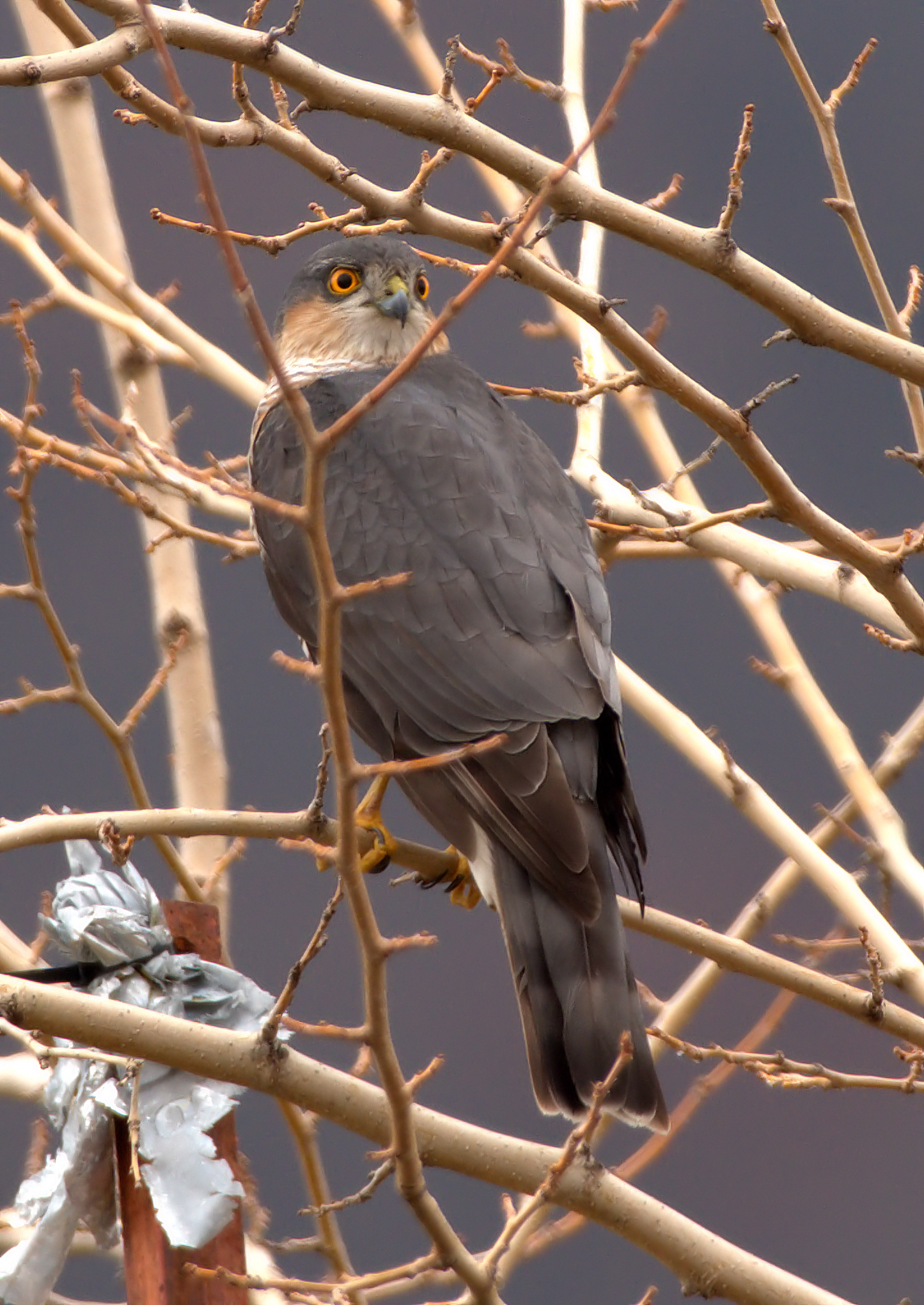 Sparrowhawk