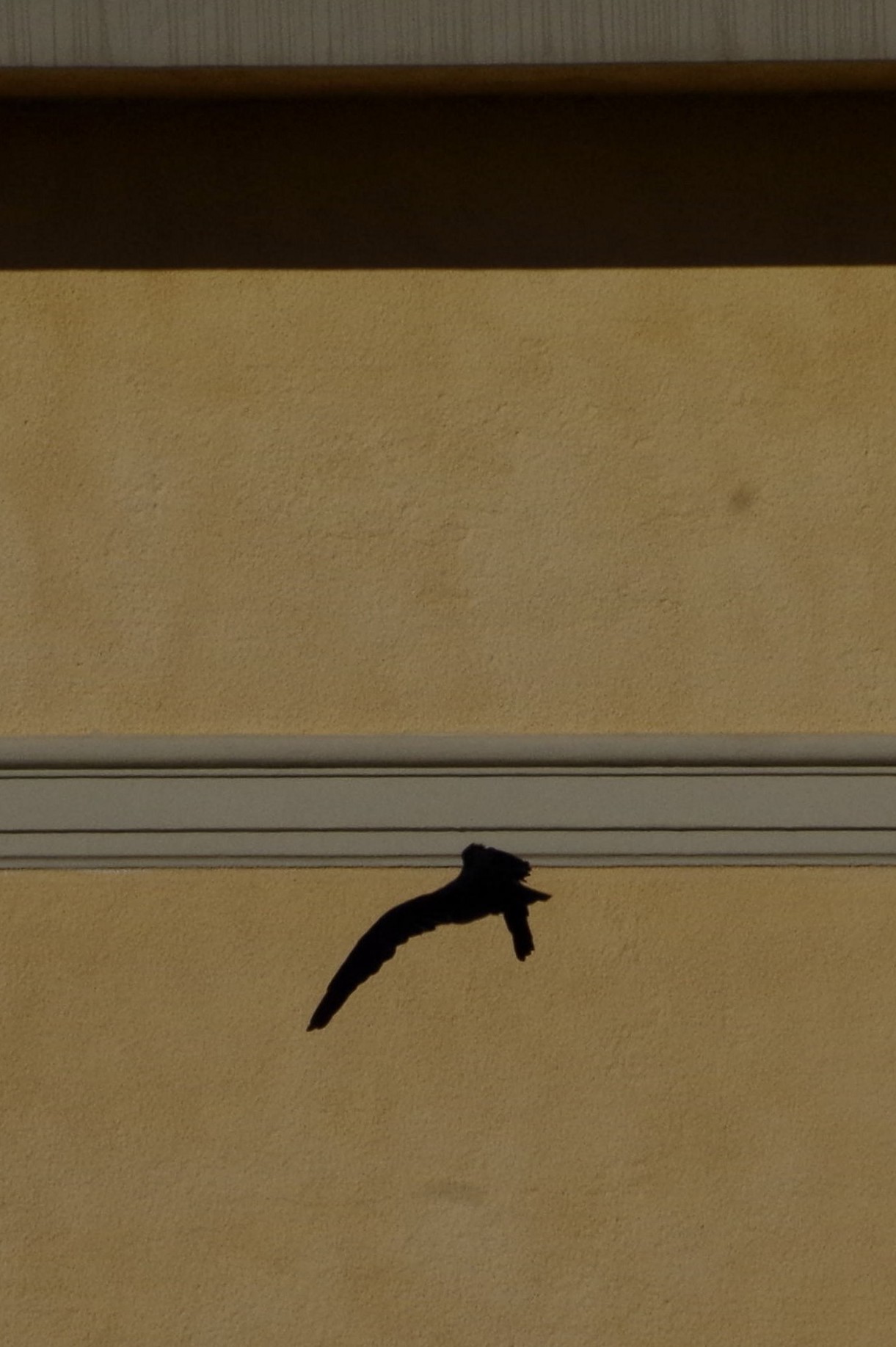 volatili  e come un ombrs