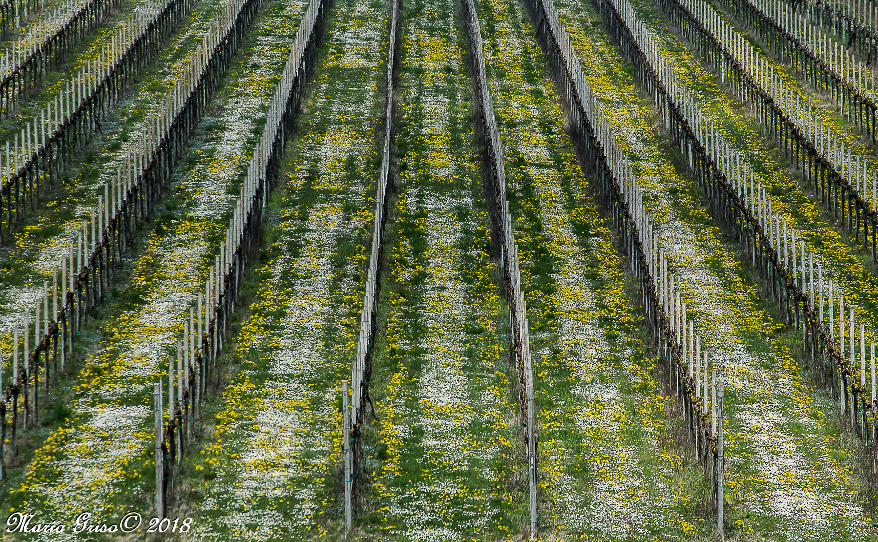 margherite e tarassaco