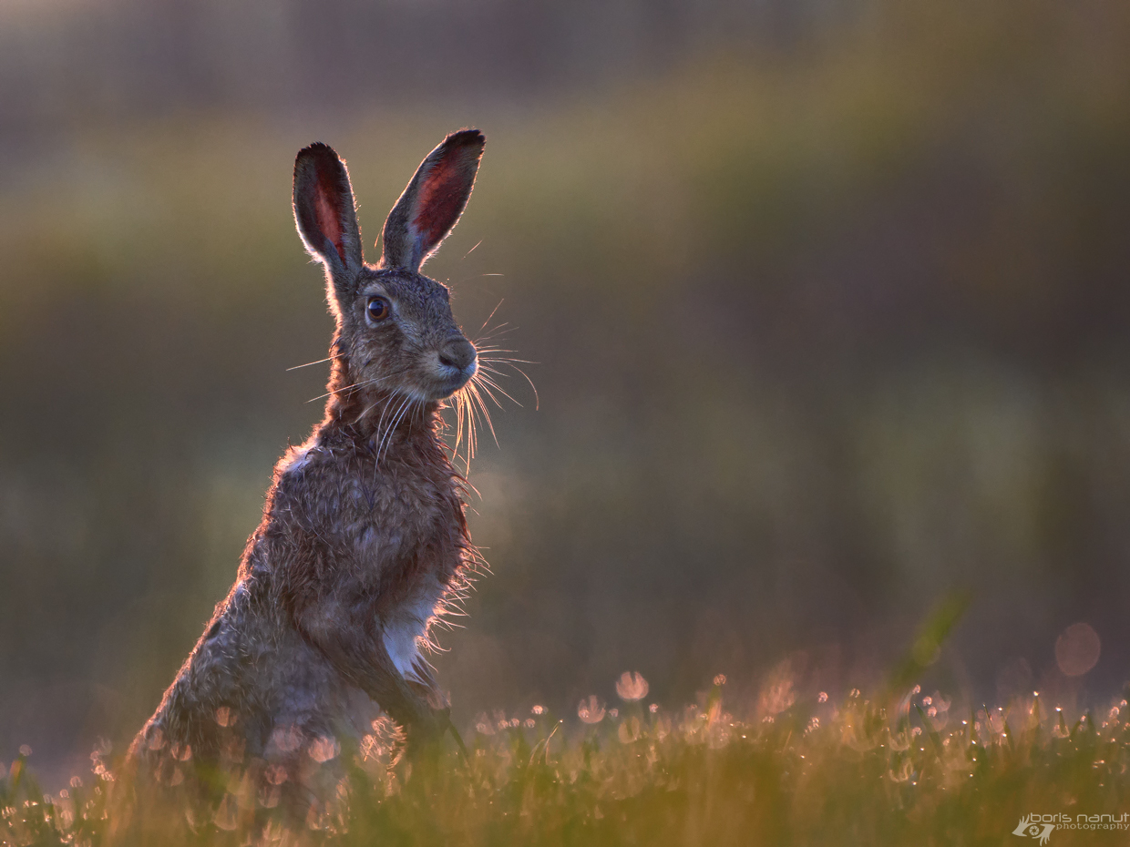 Go ahead, I'm all ears