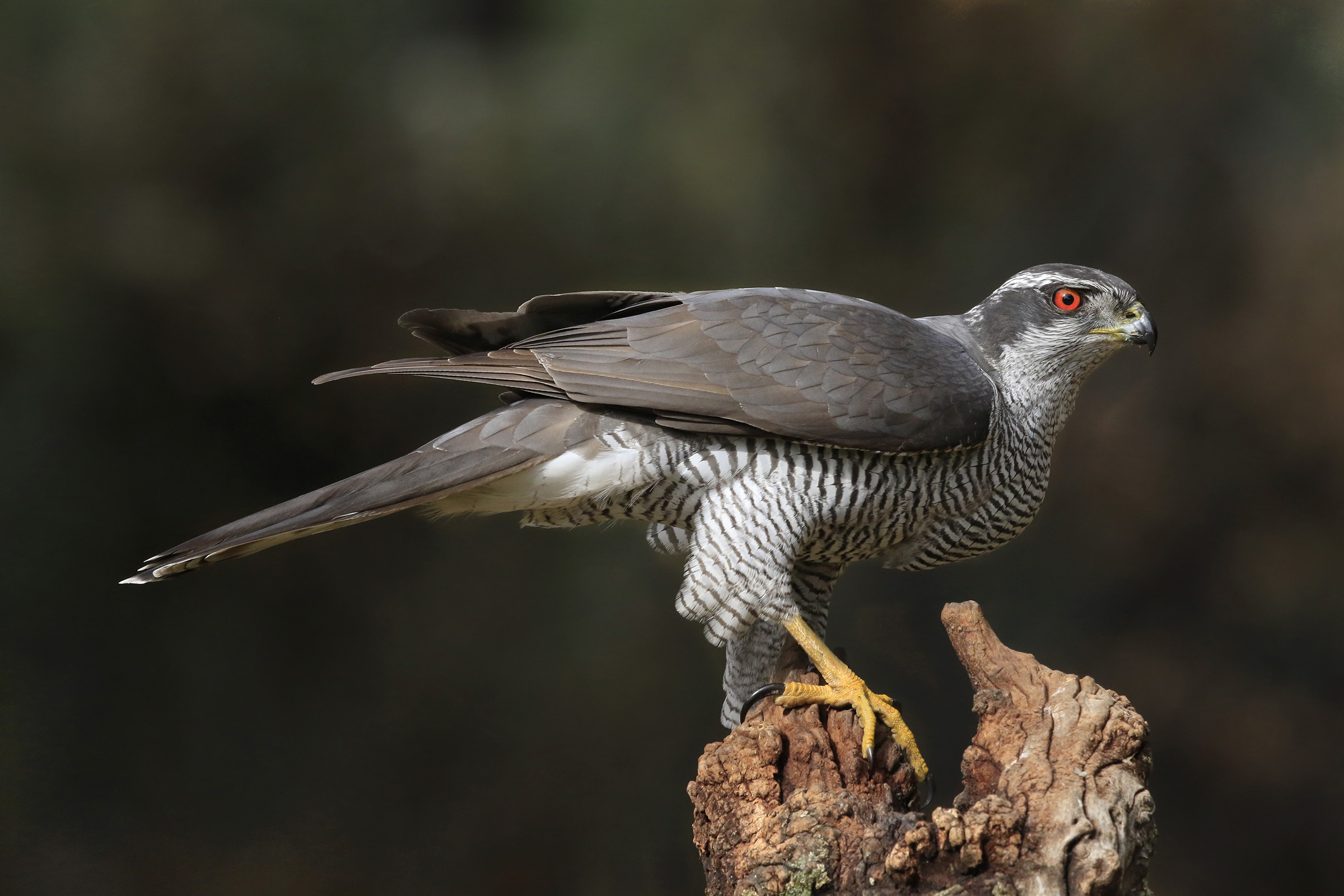 goshawk