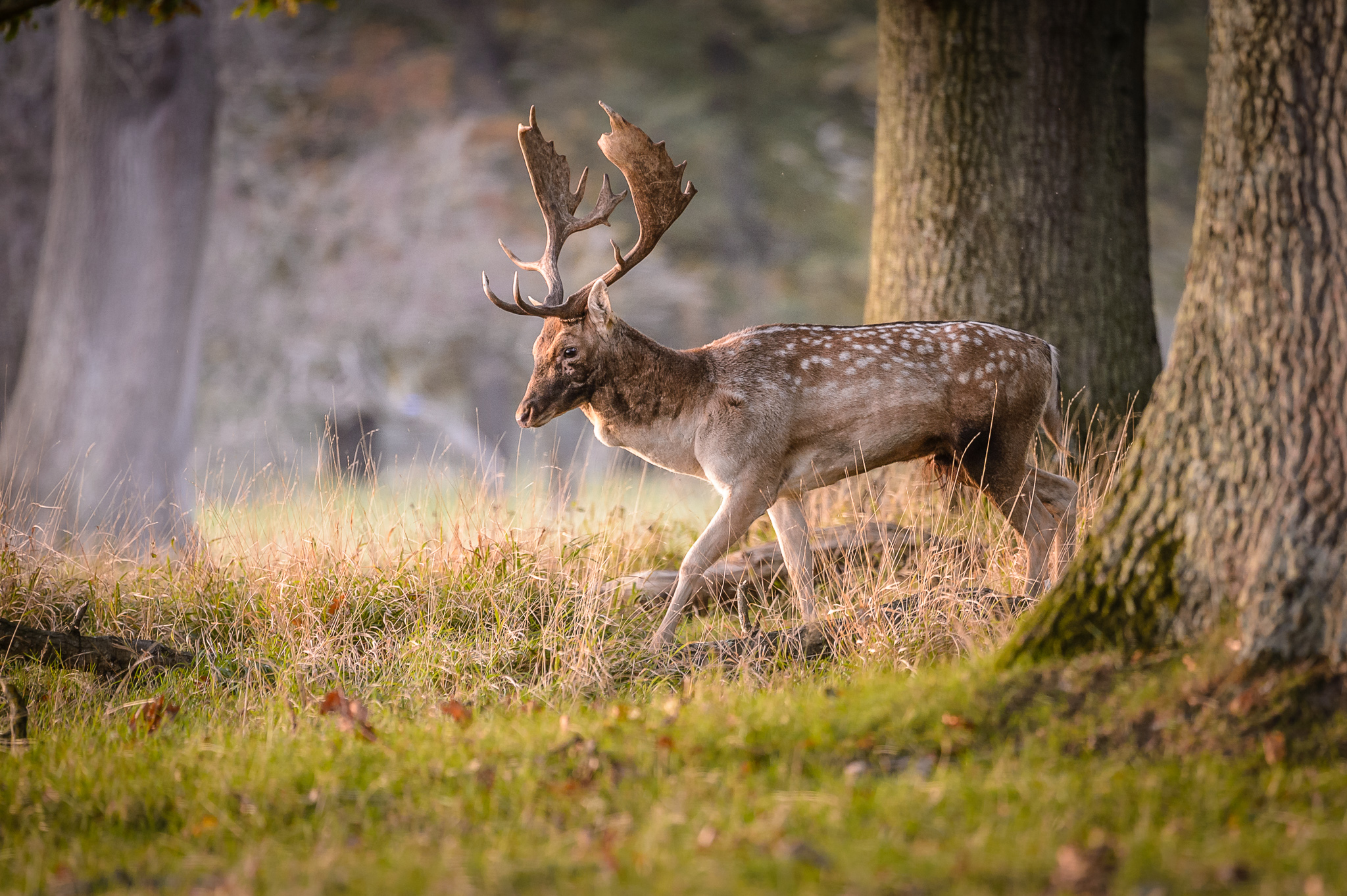 Fallow deer