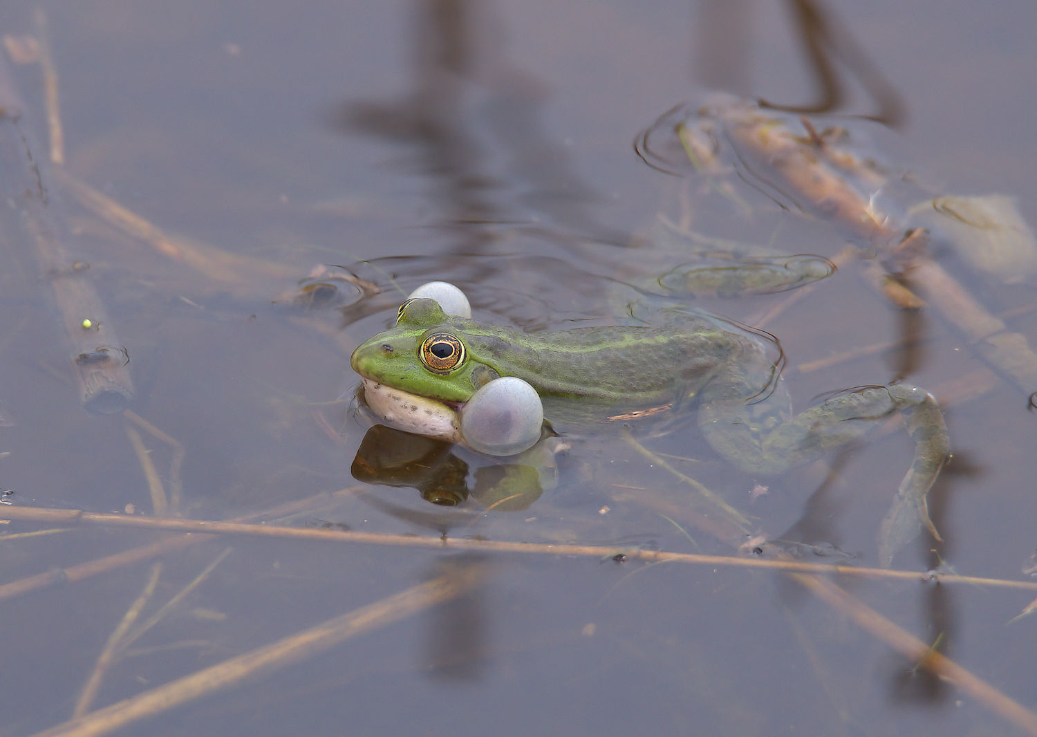 Green Frog
