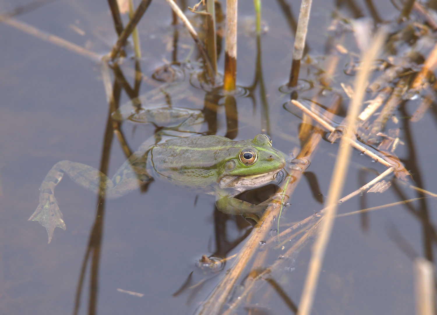 Green Frog