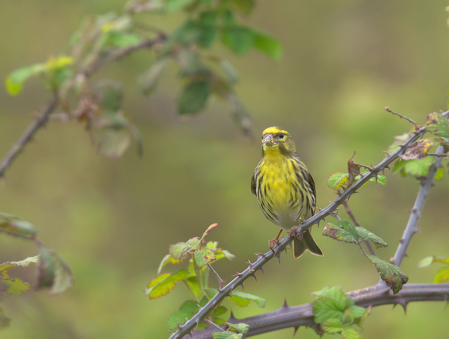 European Serin