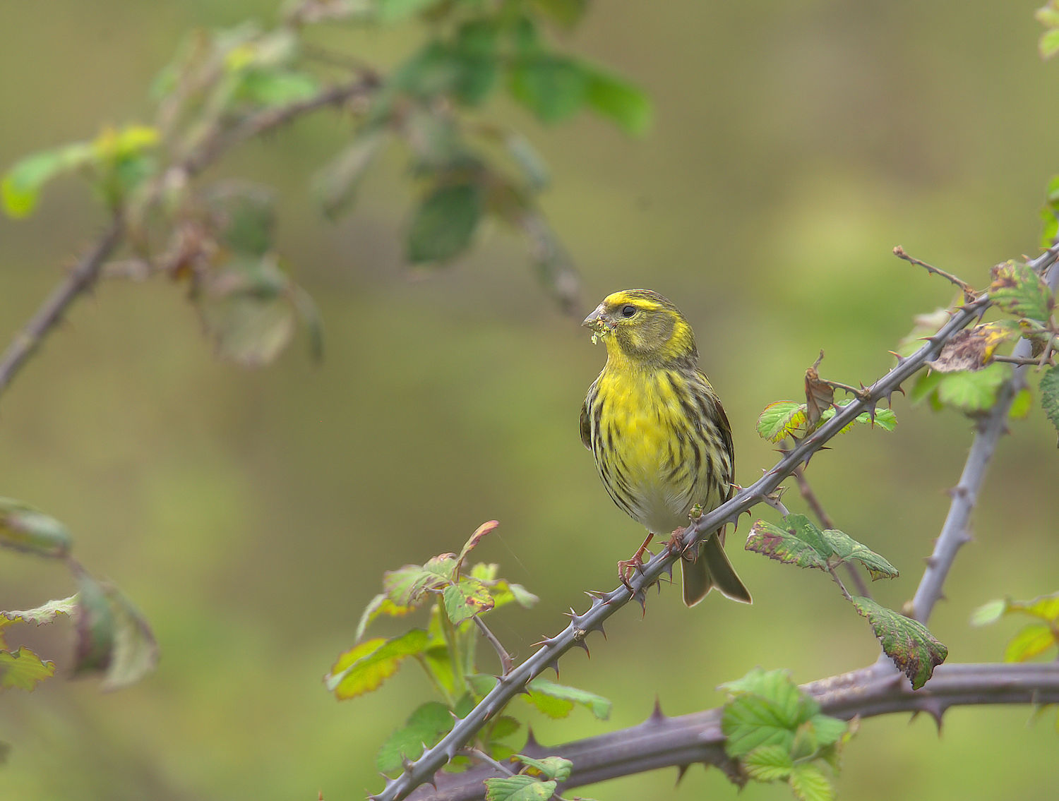 European Serin