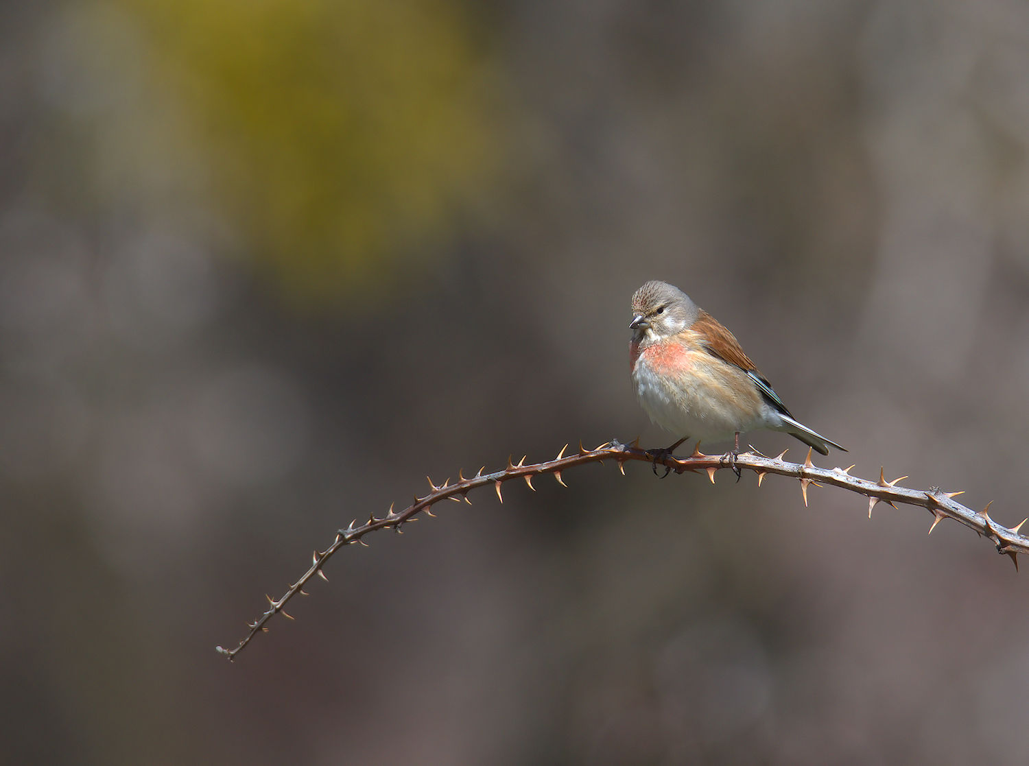 Linnet