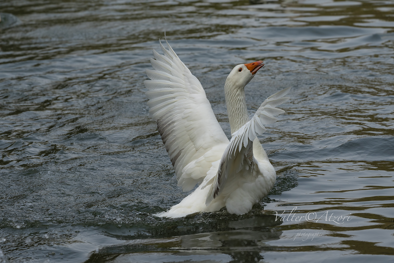 (oche) poi gioia infinita