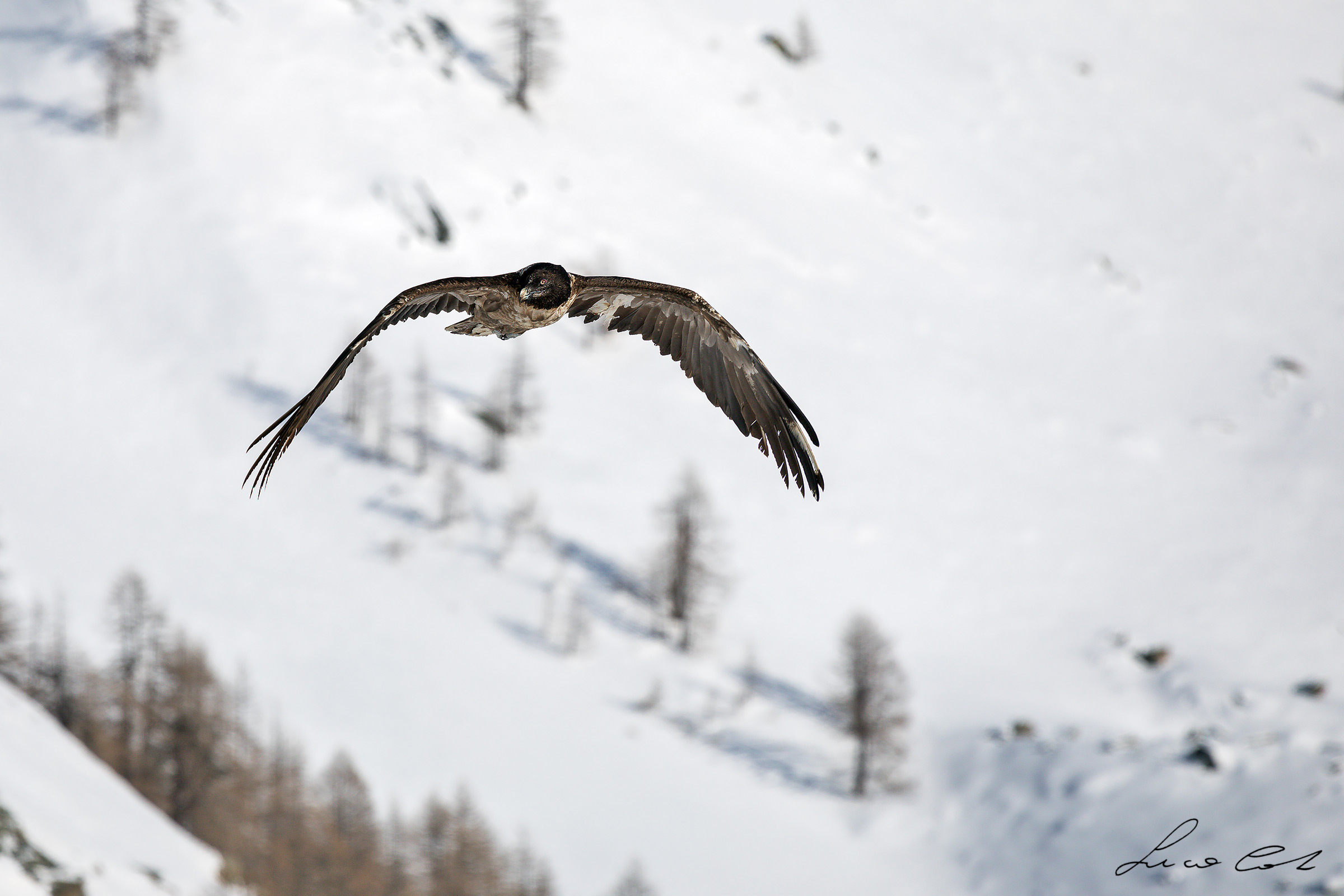 bearded vulture