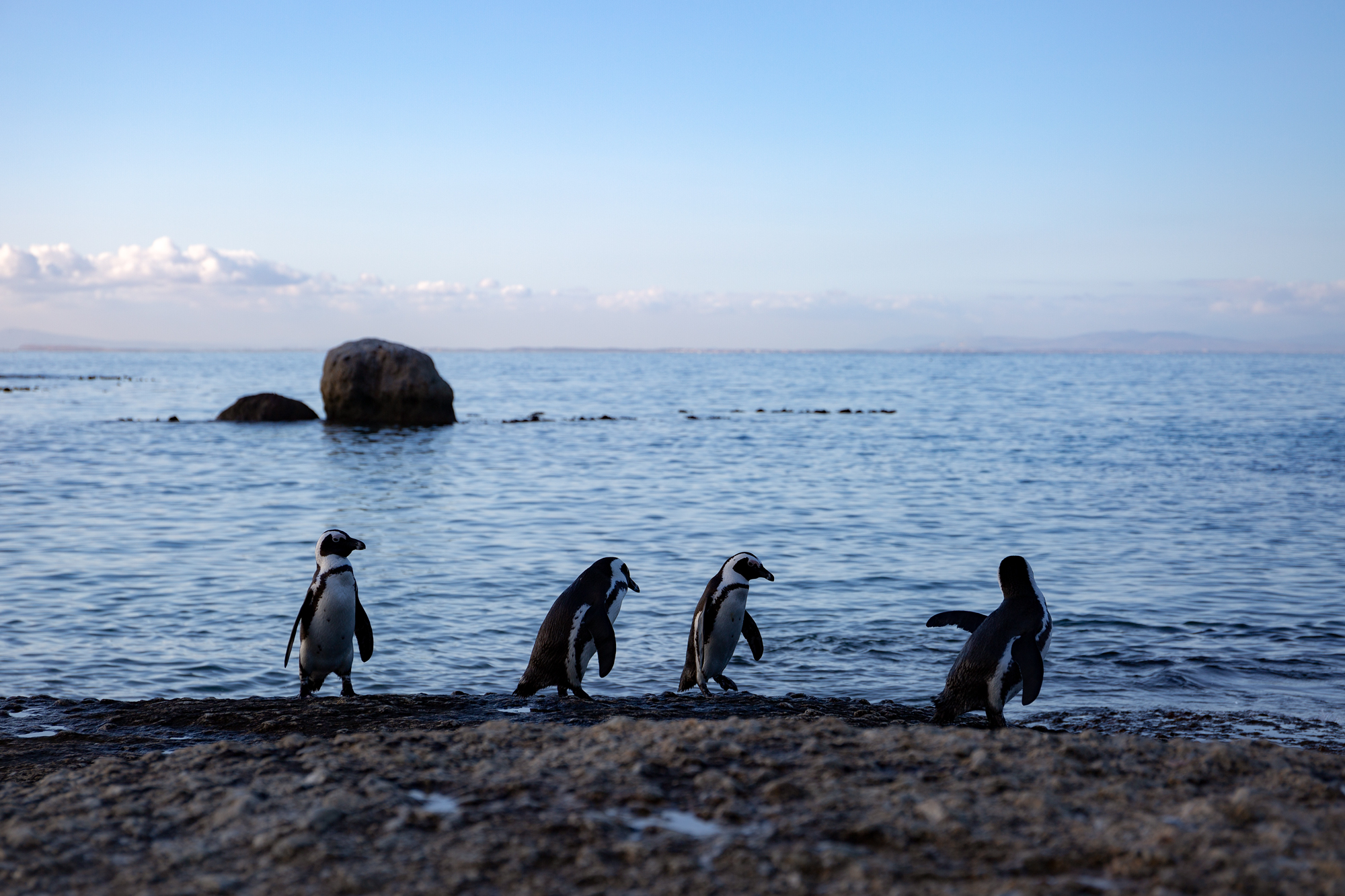 Boulders Beach in Cape Town.