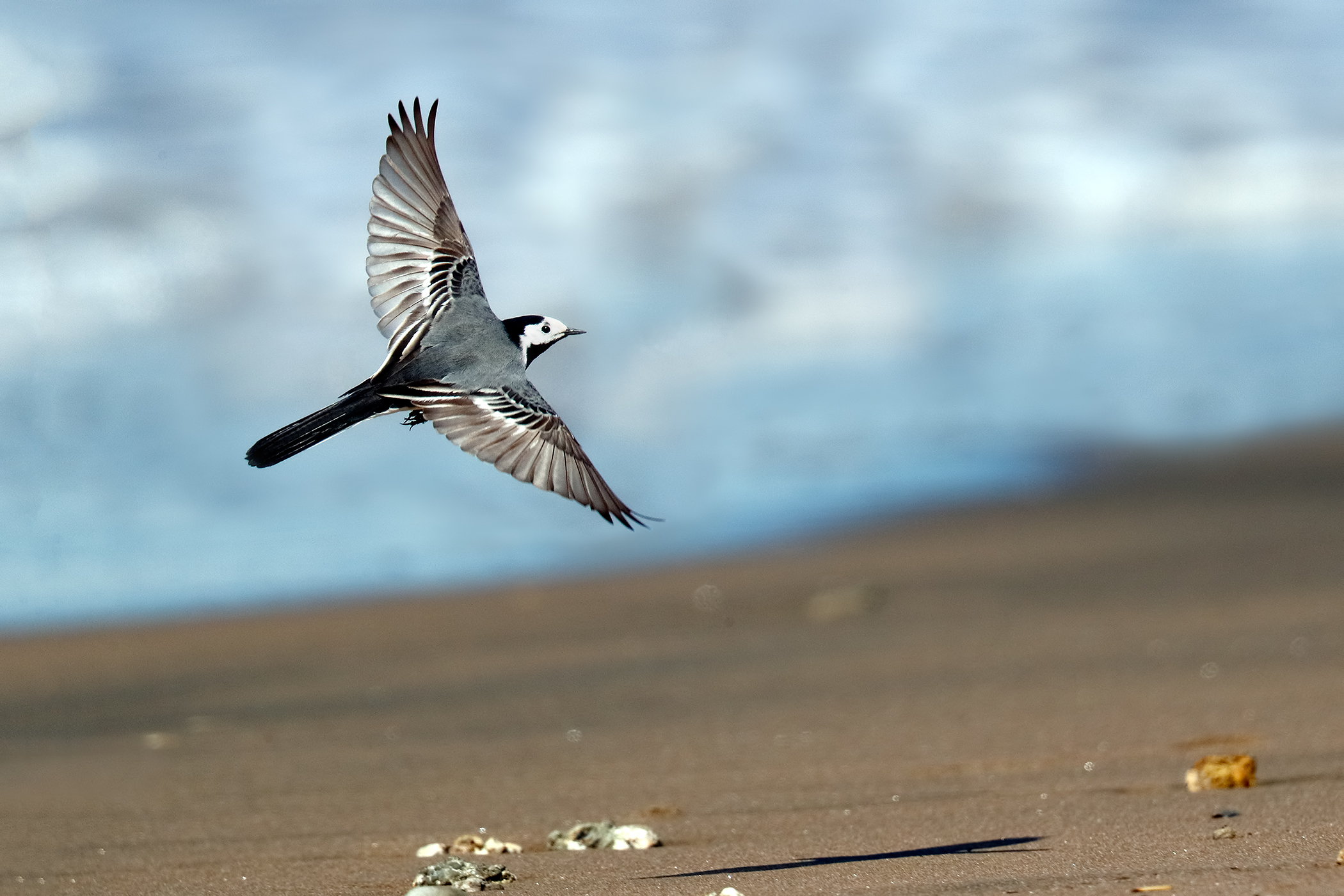 White Wagtail
