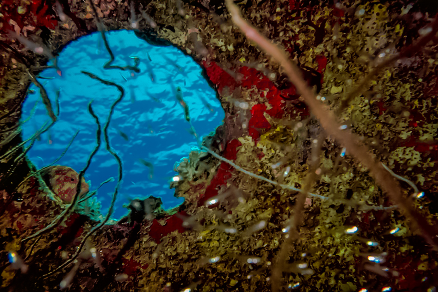 SHAB RUMI SUDAN 1999