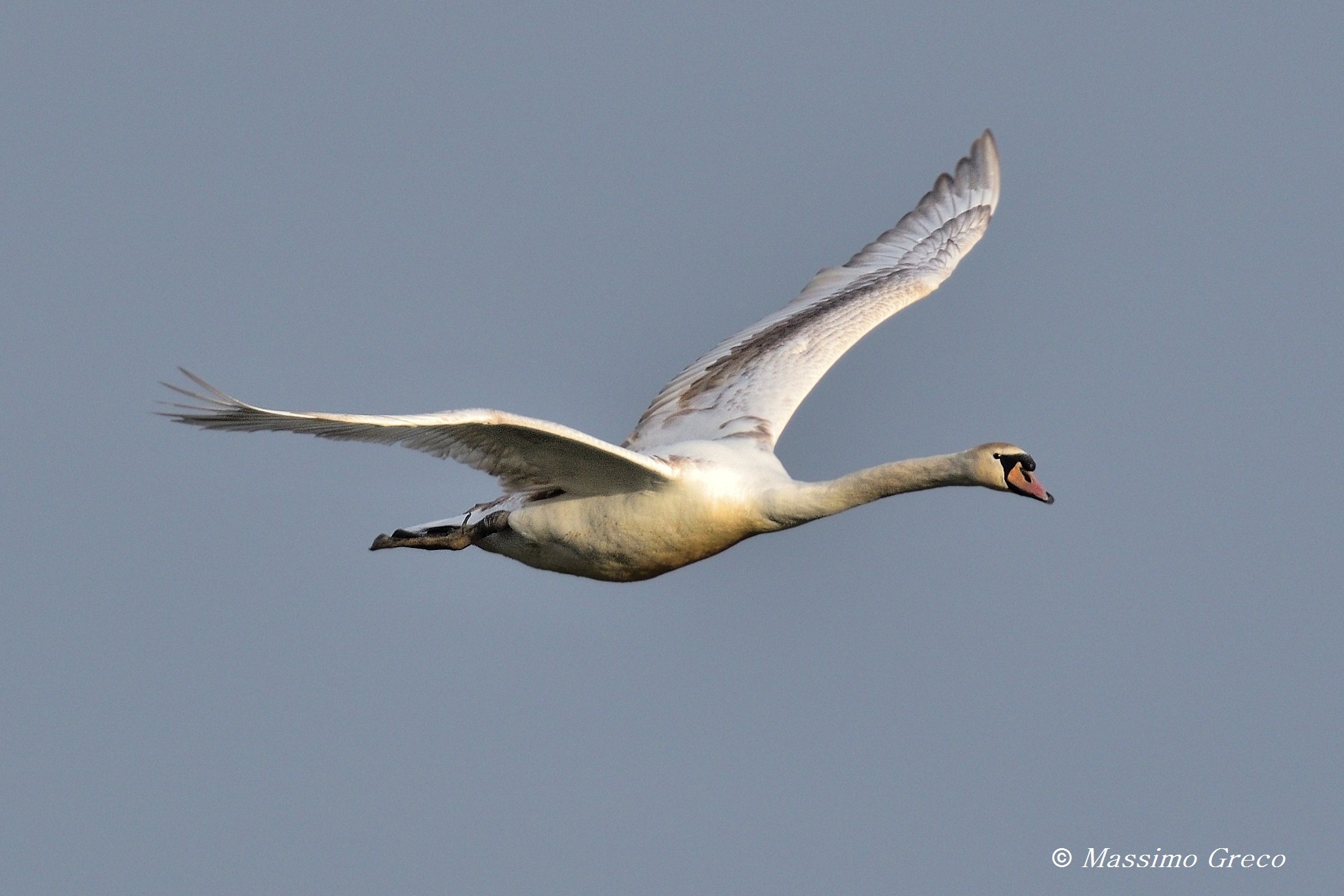 Cigno reale (Cygnus olor)
