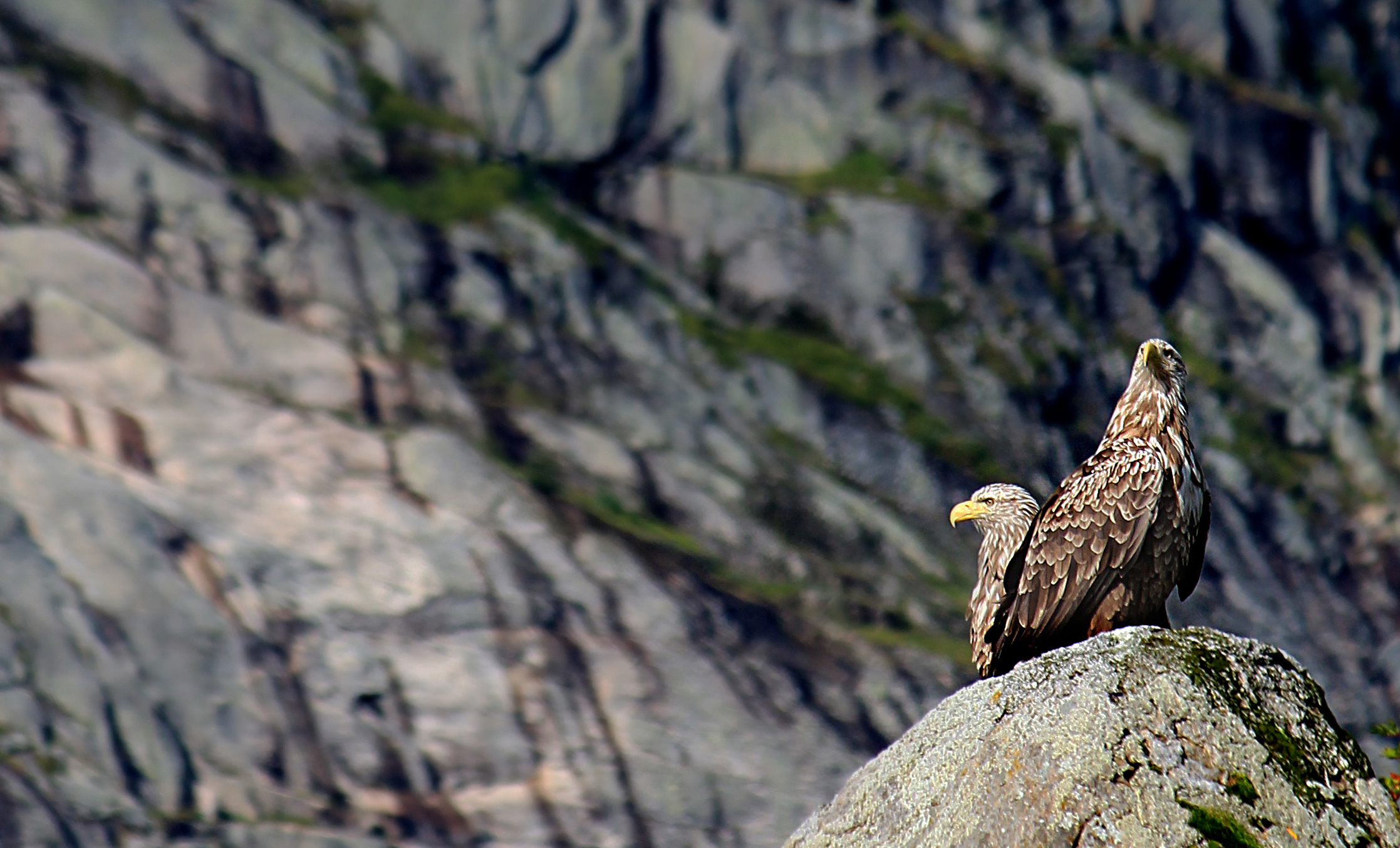 Aquile di mare- Lofoten