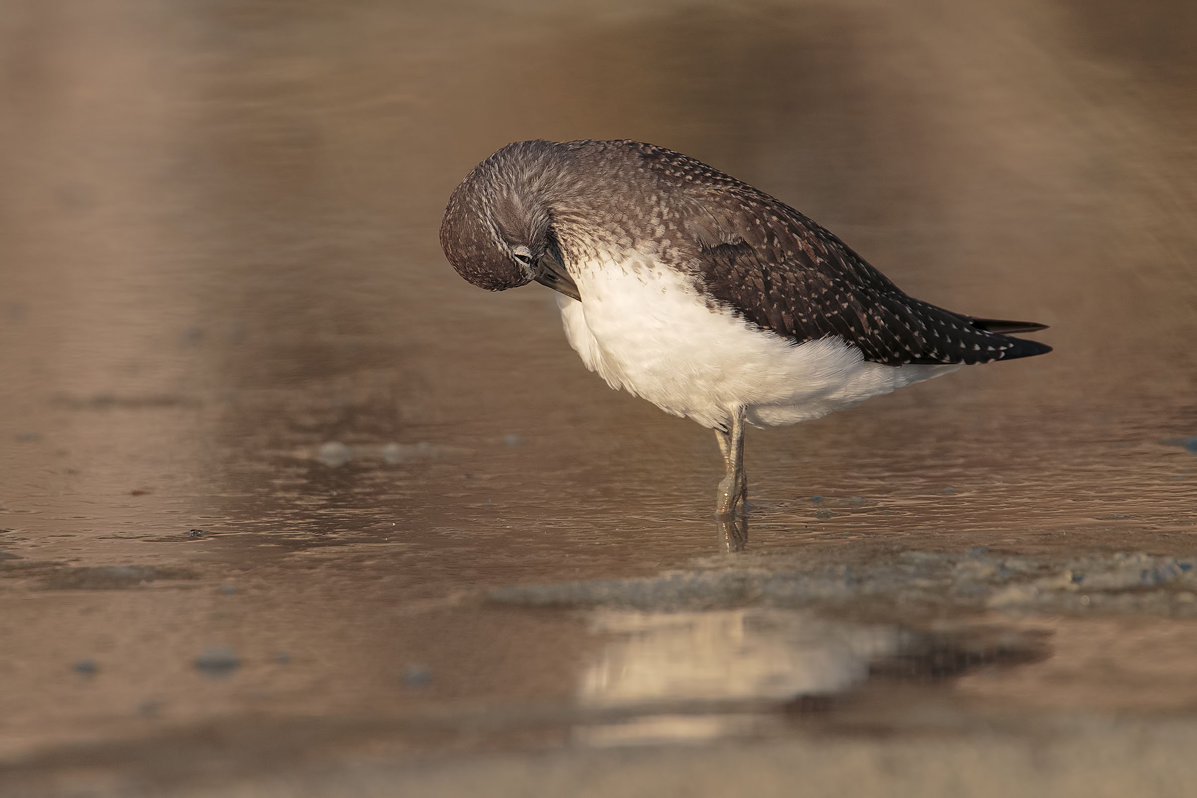 Common Sandpiper