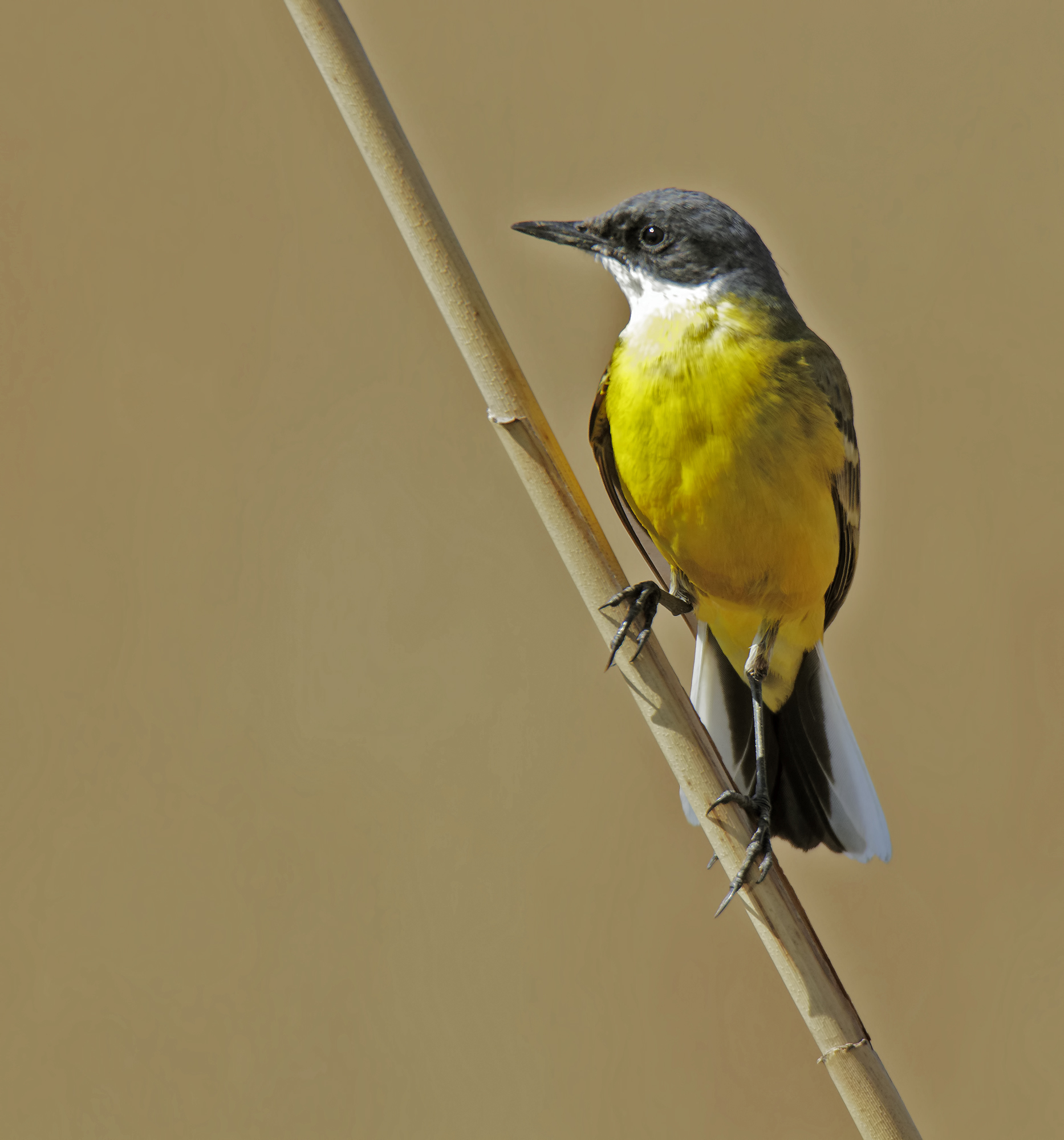Yellow Wagtail
