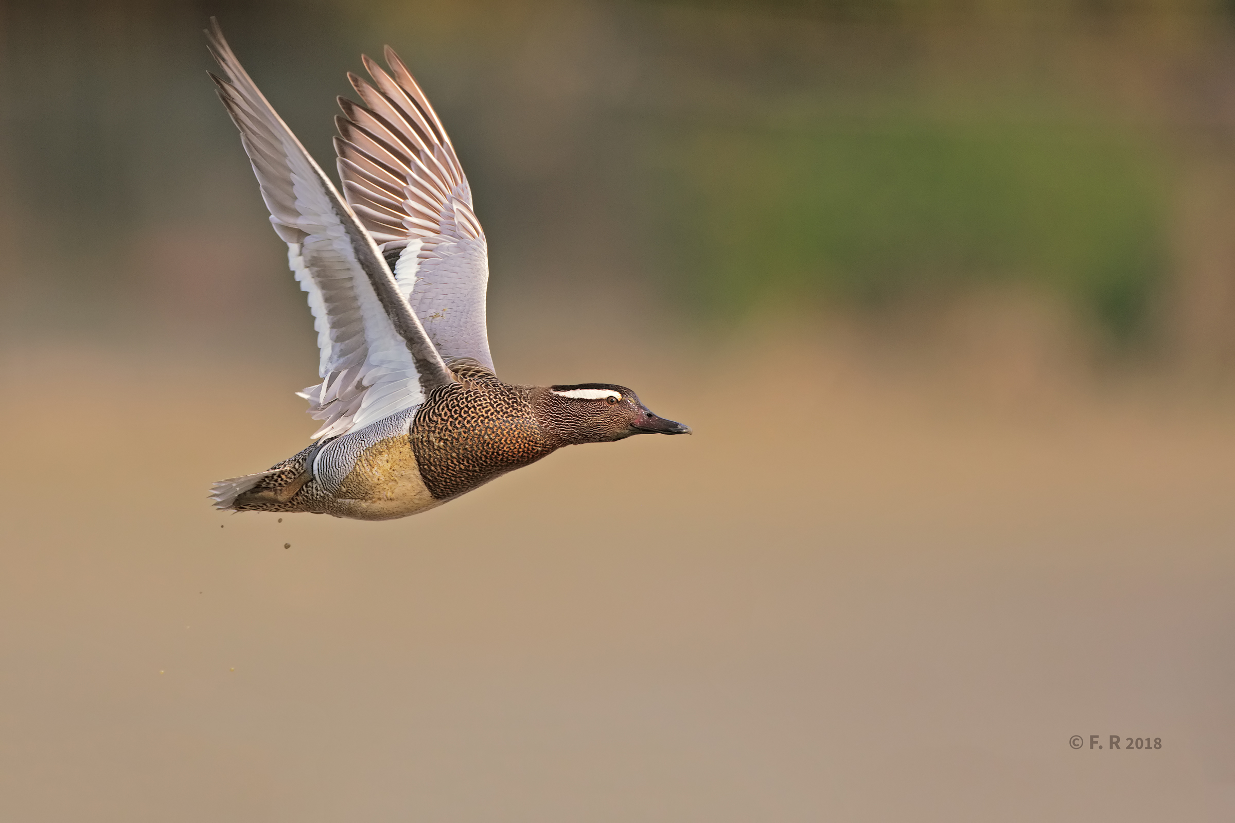 Blue-winged teal