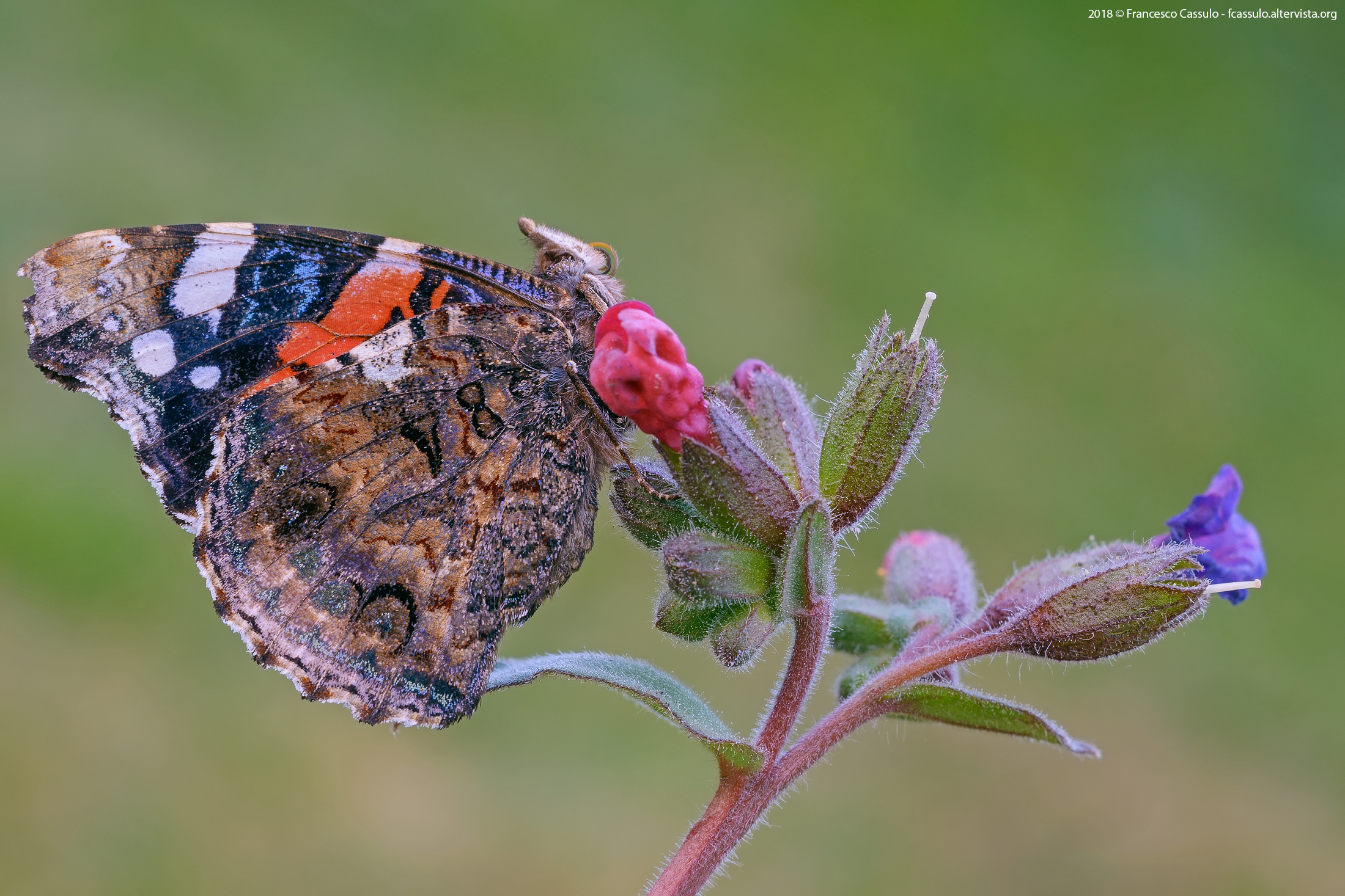Vanessa atalanta (Linnaeus, 1758)