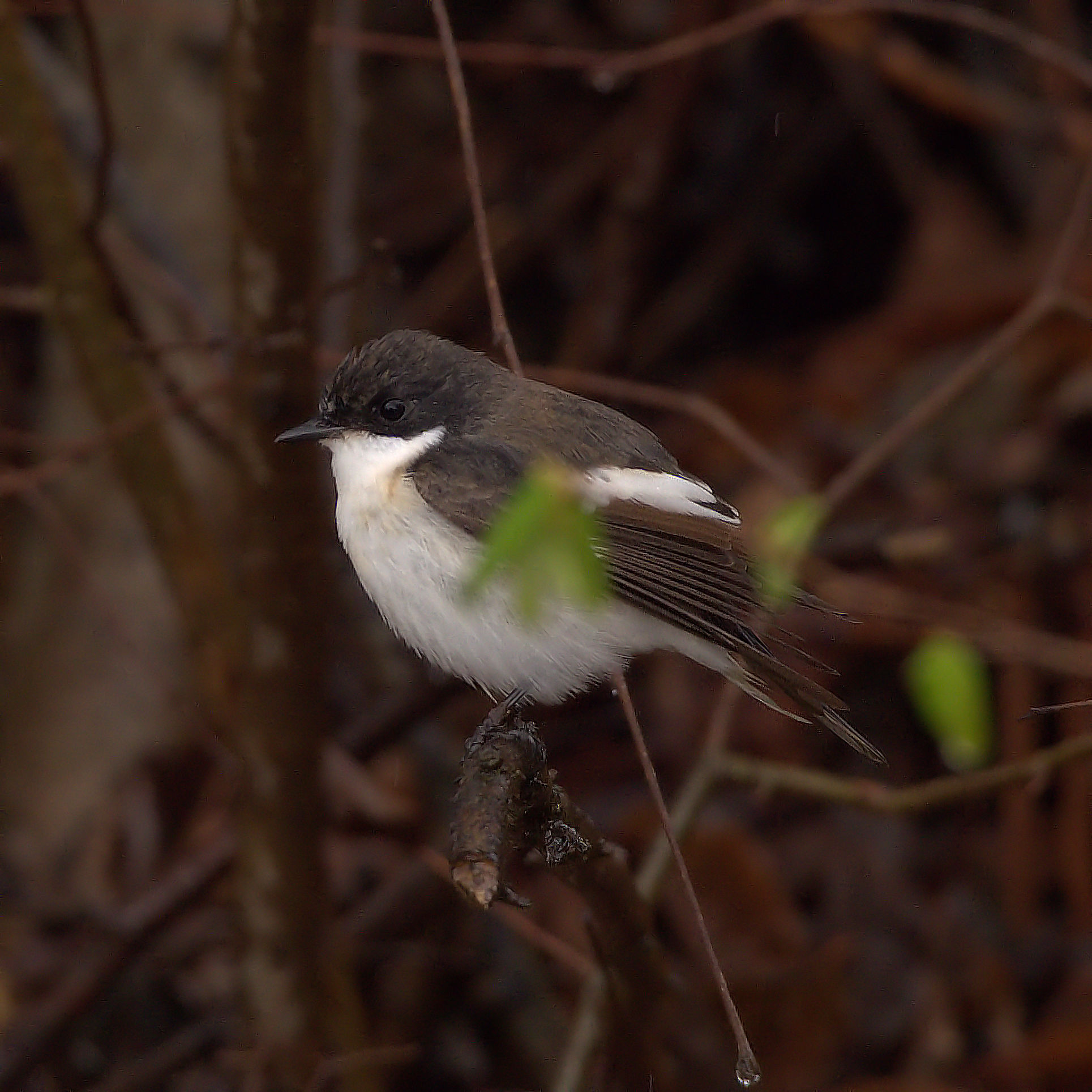 Pied Flycatcher