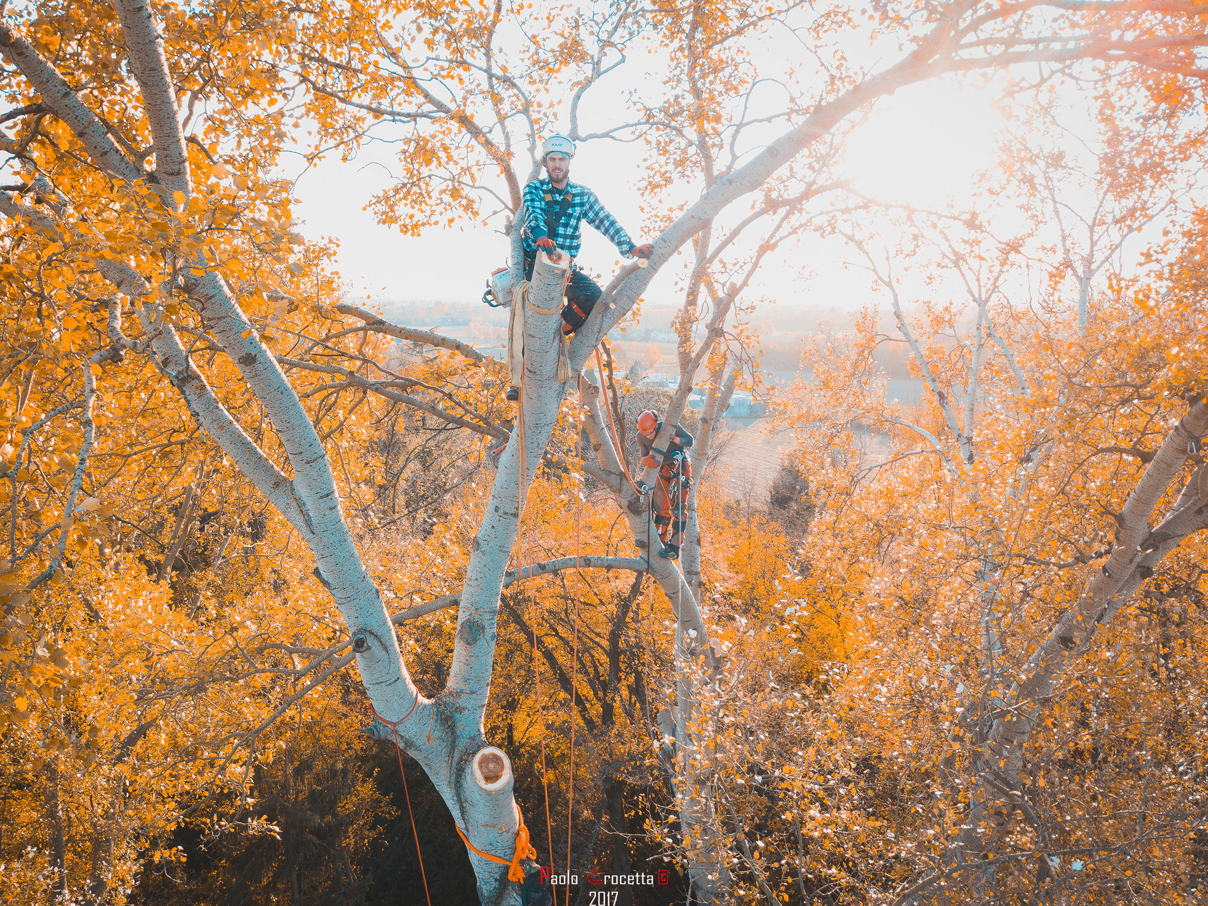 una vita sugli alberi