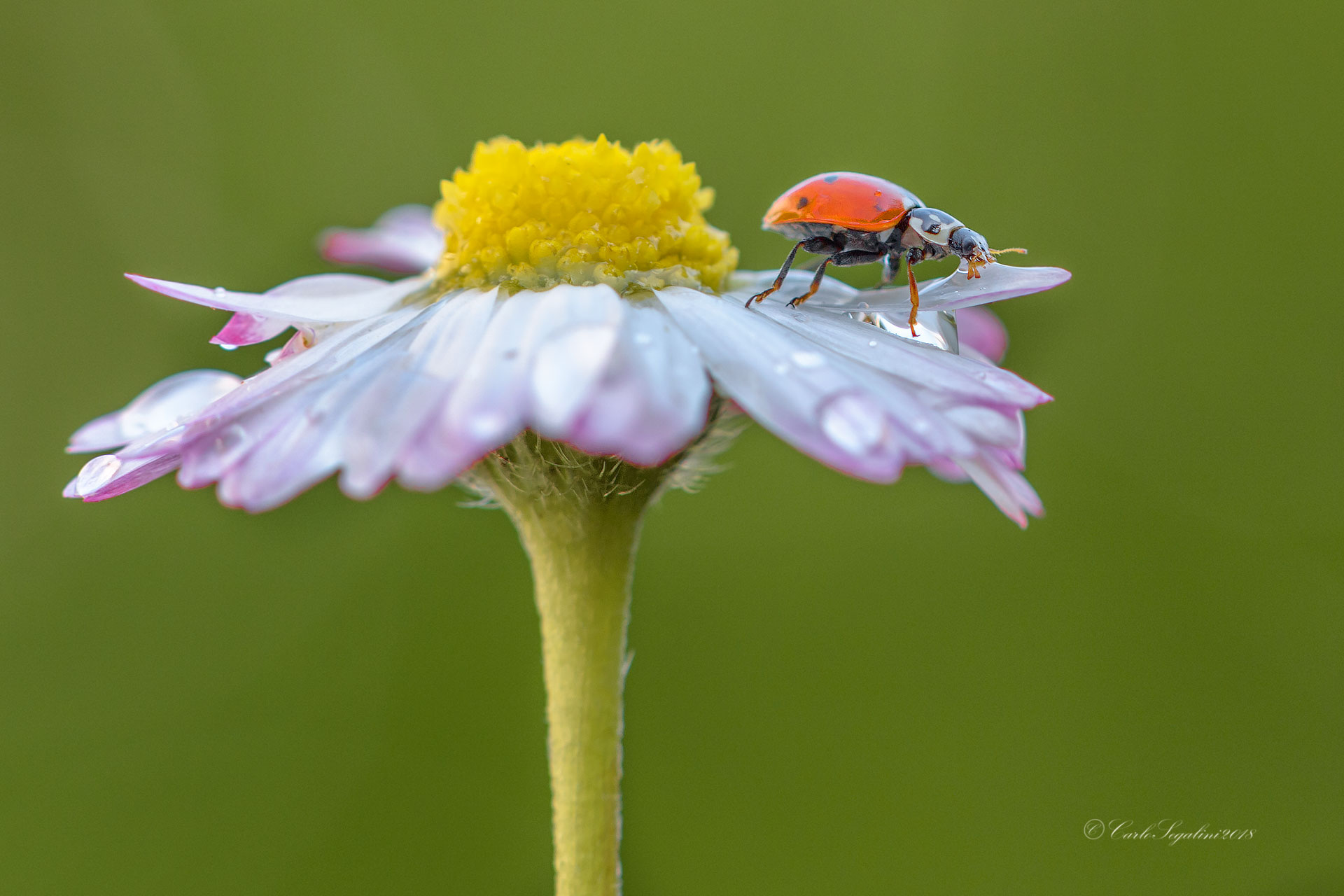 Ladybug at the watering hole