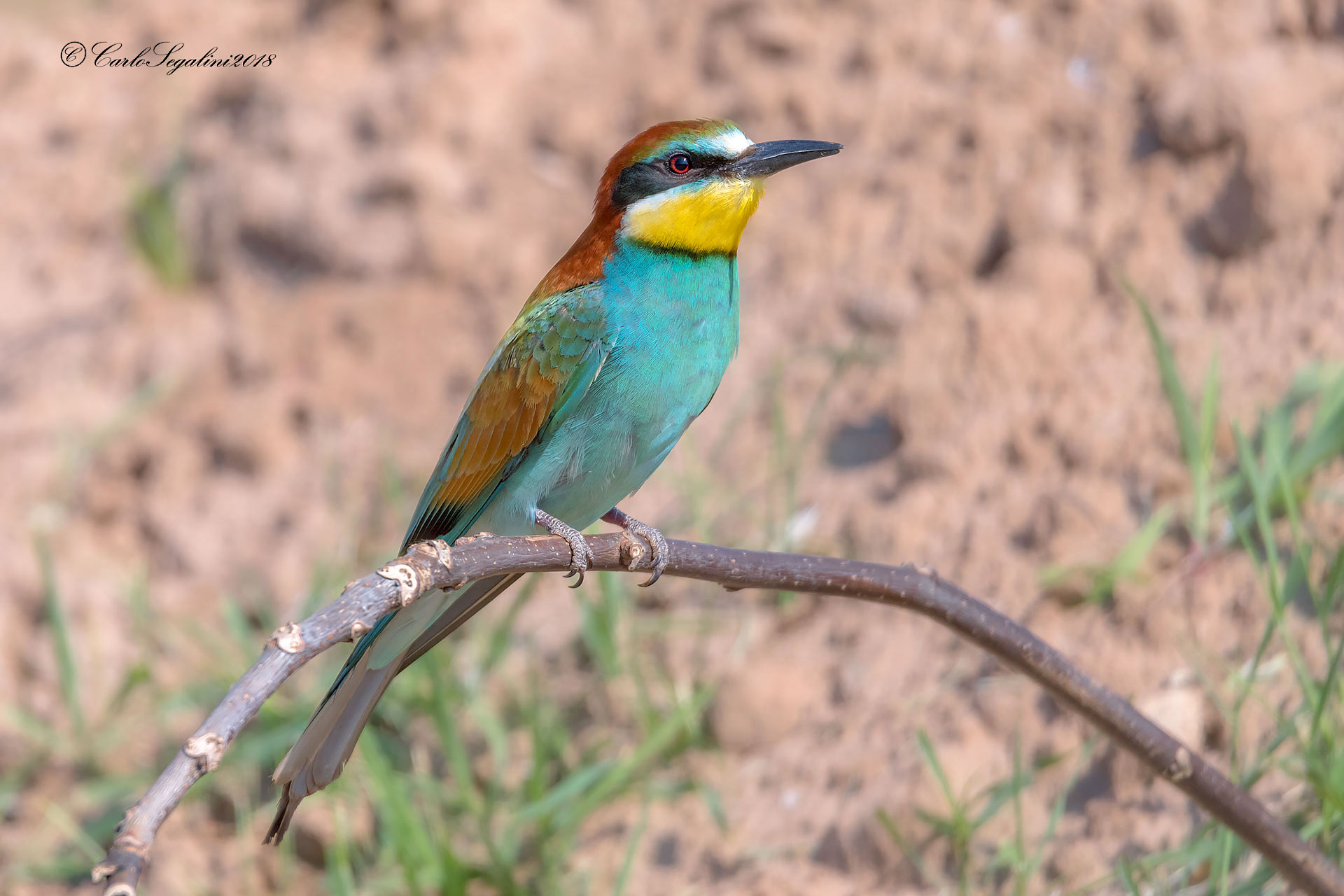 Bee-eater