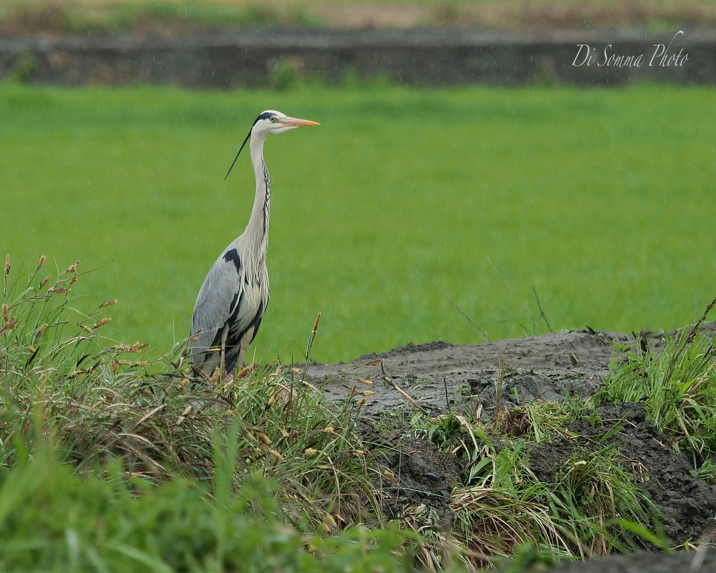 grey heron