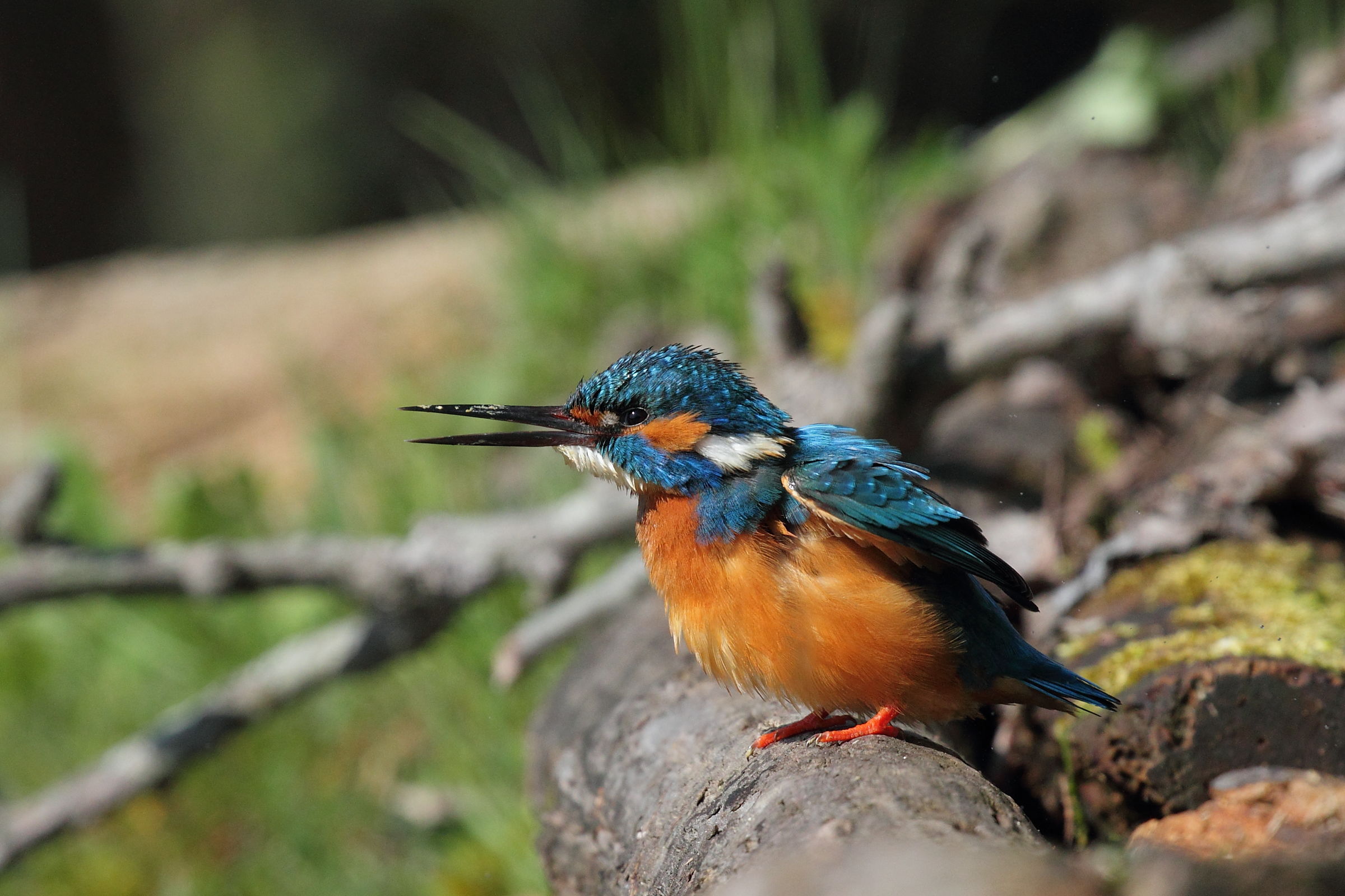 KINGFISHER