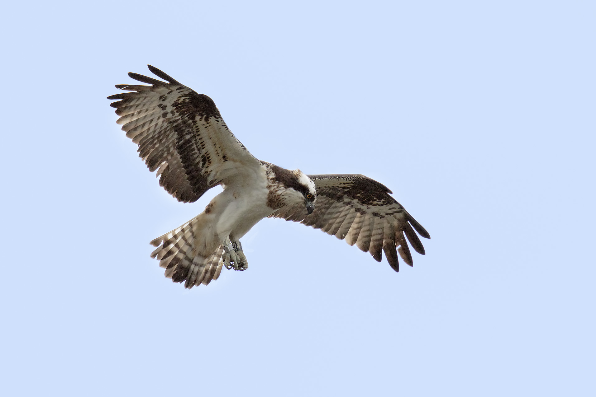 Osprey
