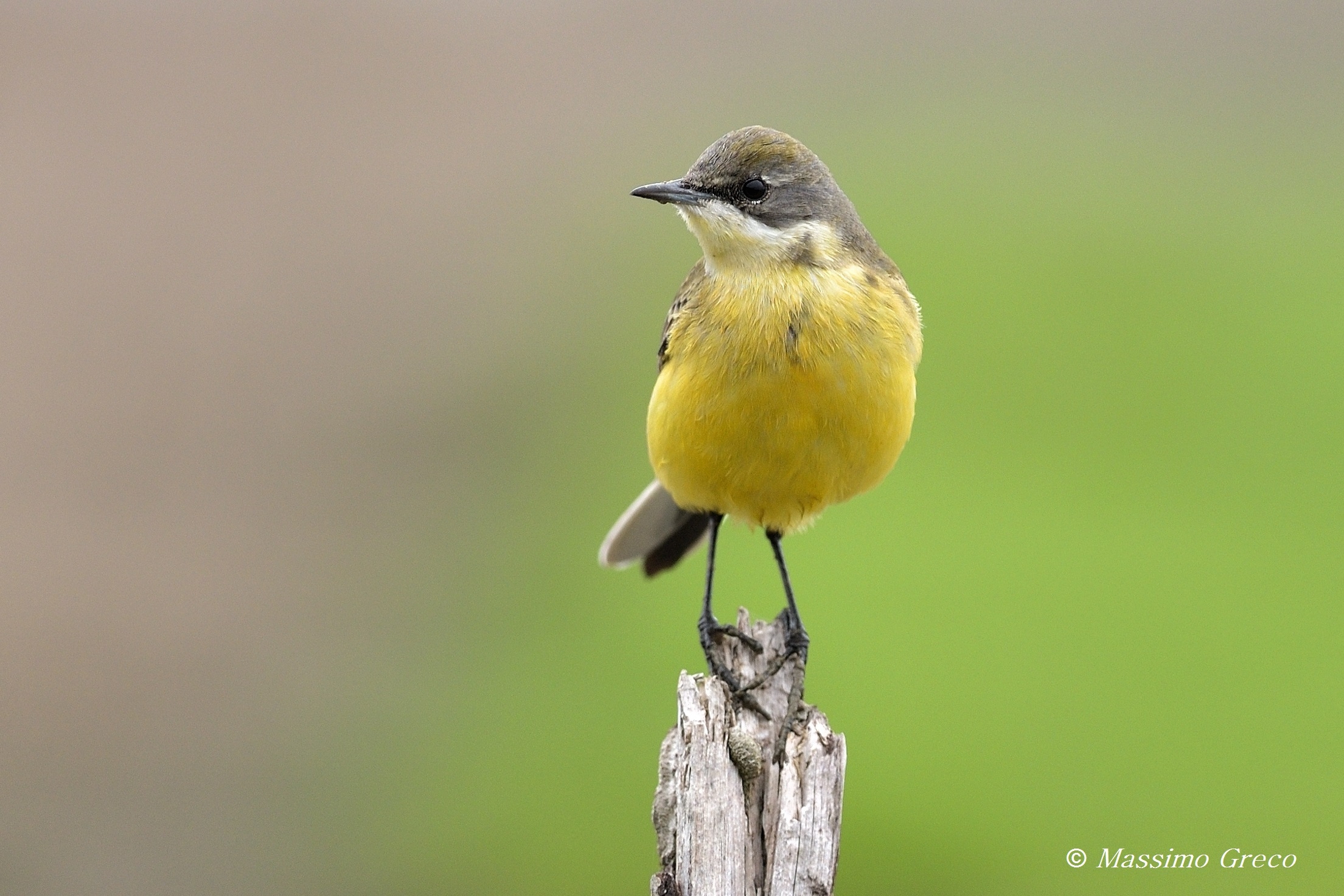 Cutrettola (Motacilla flava)