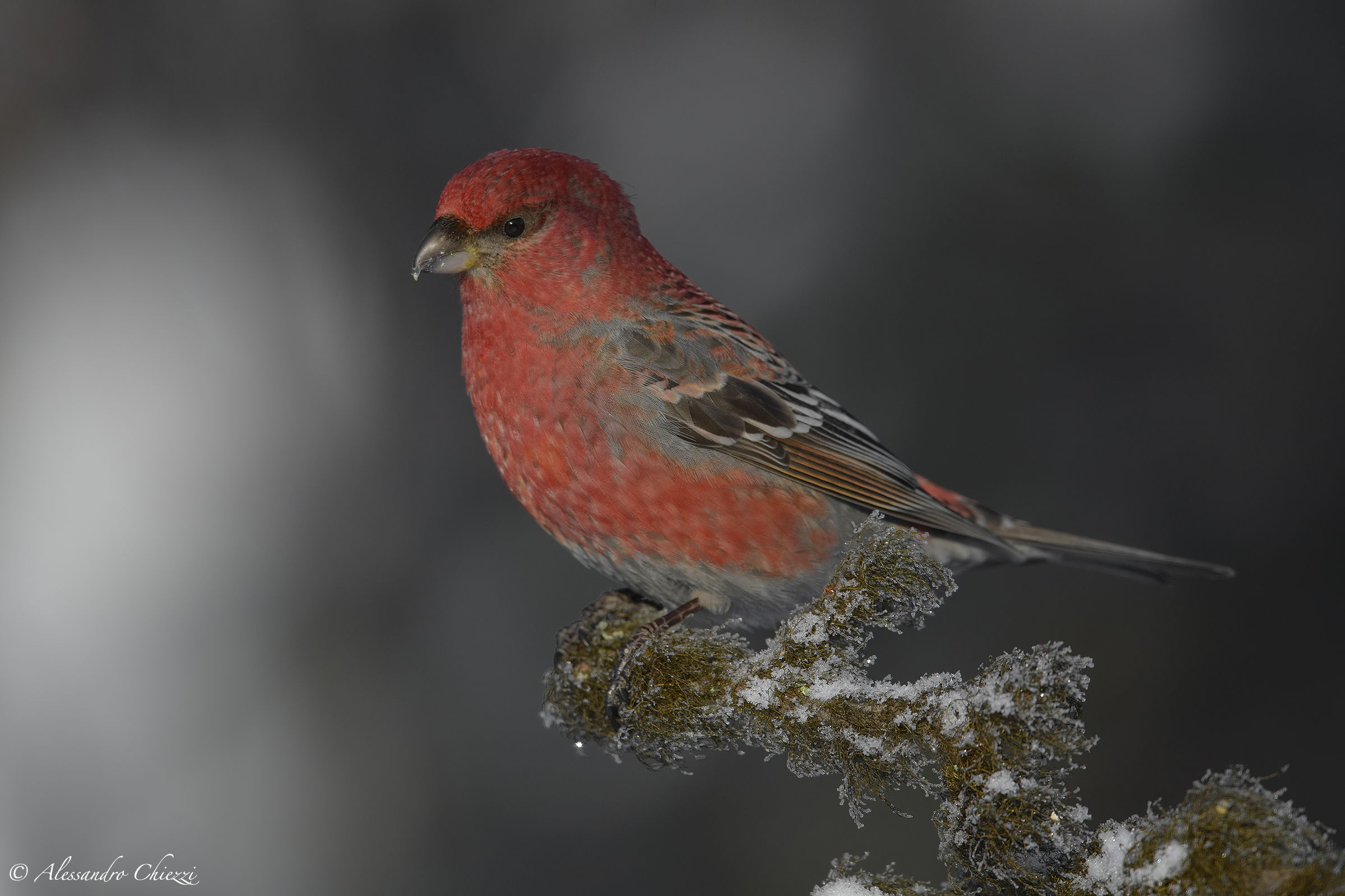 Ciuffolotto delle pinete