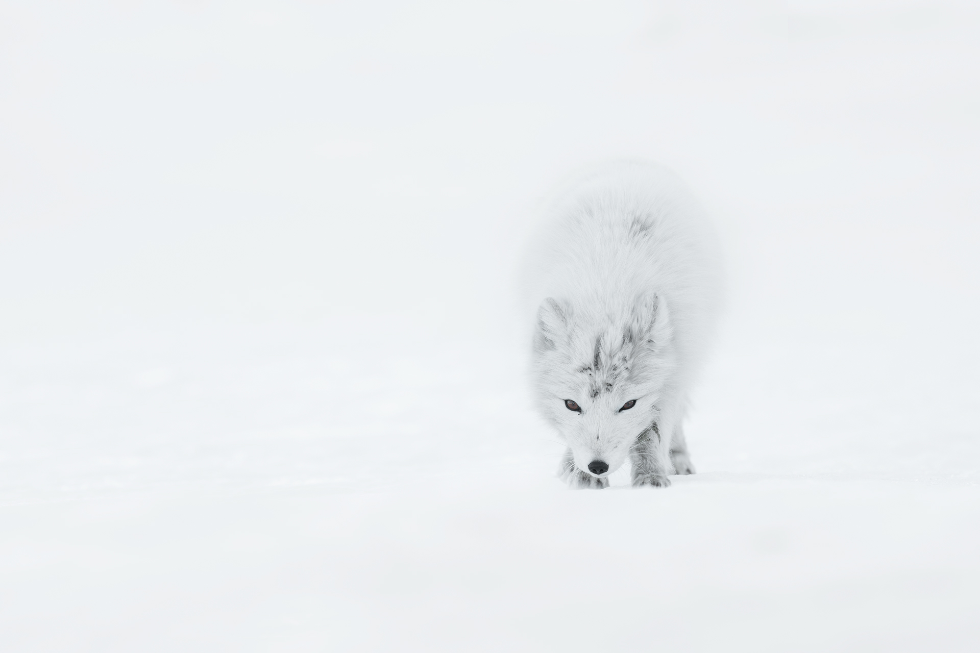 Arctic Fox