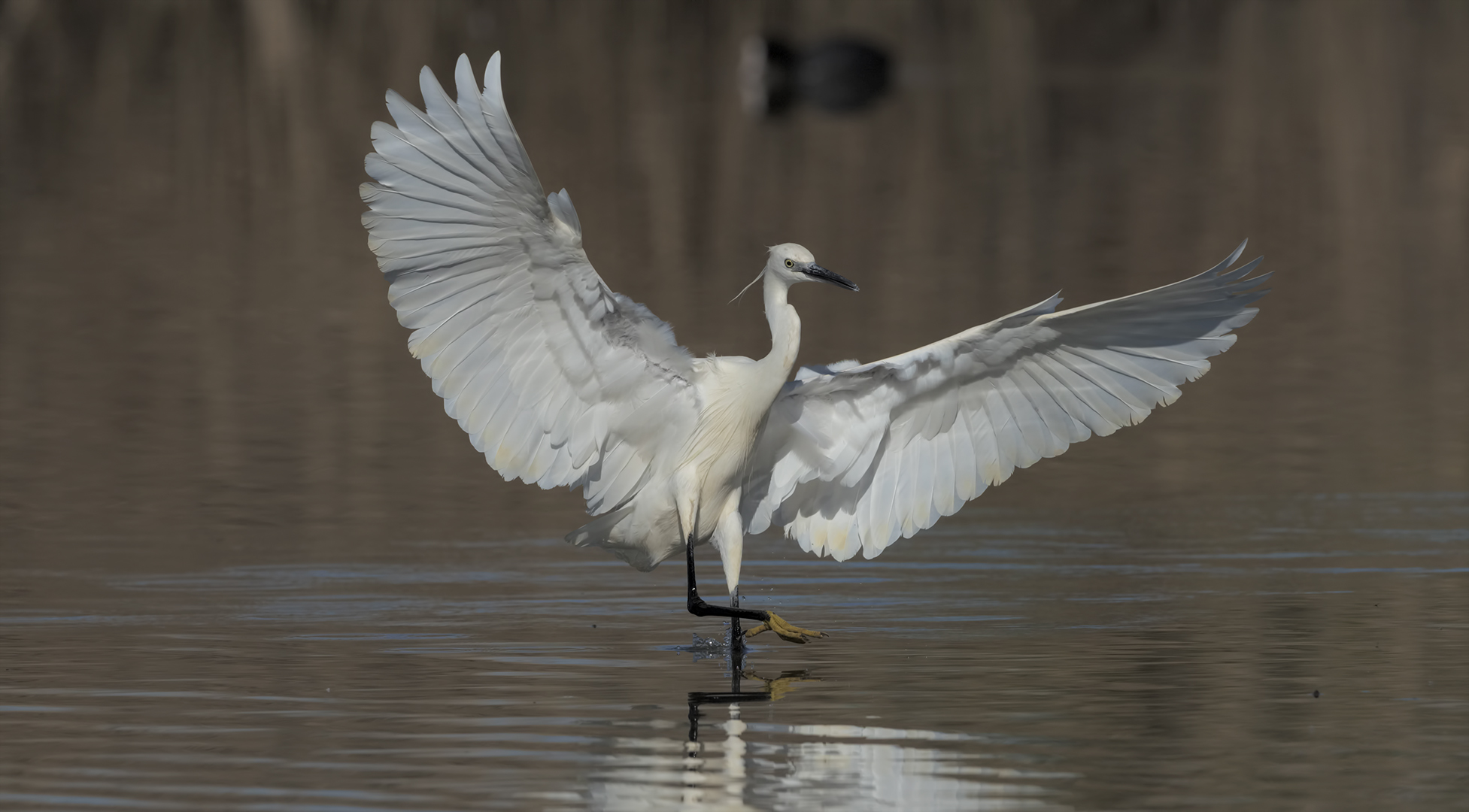 Garzetta - Little Egret