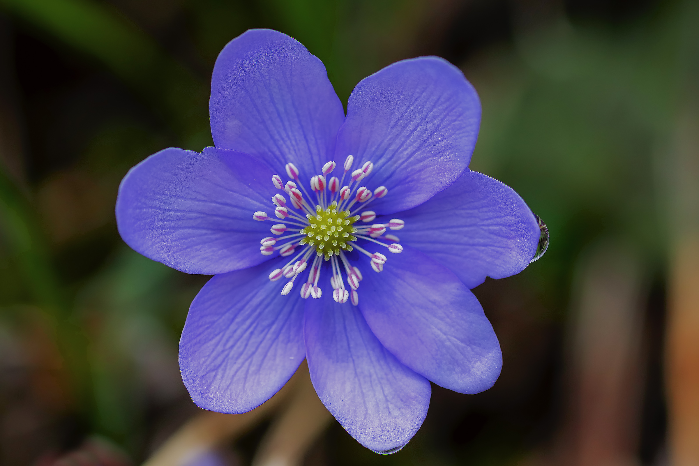 Anemone epatica