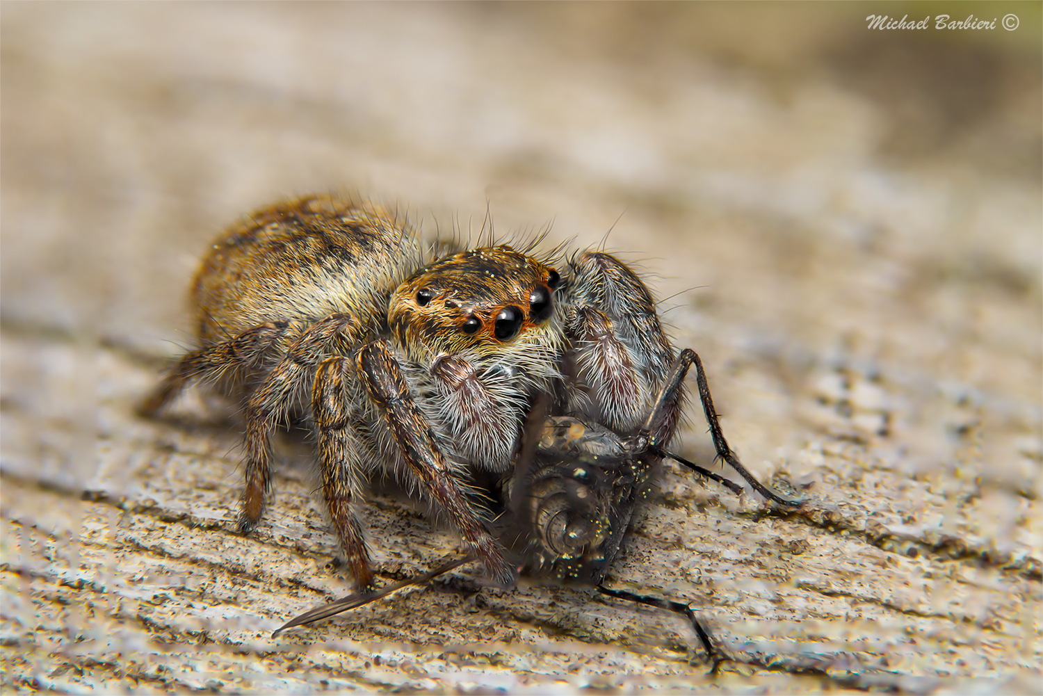 Philaeus sp. che fa merenda