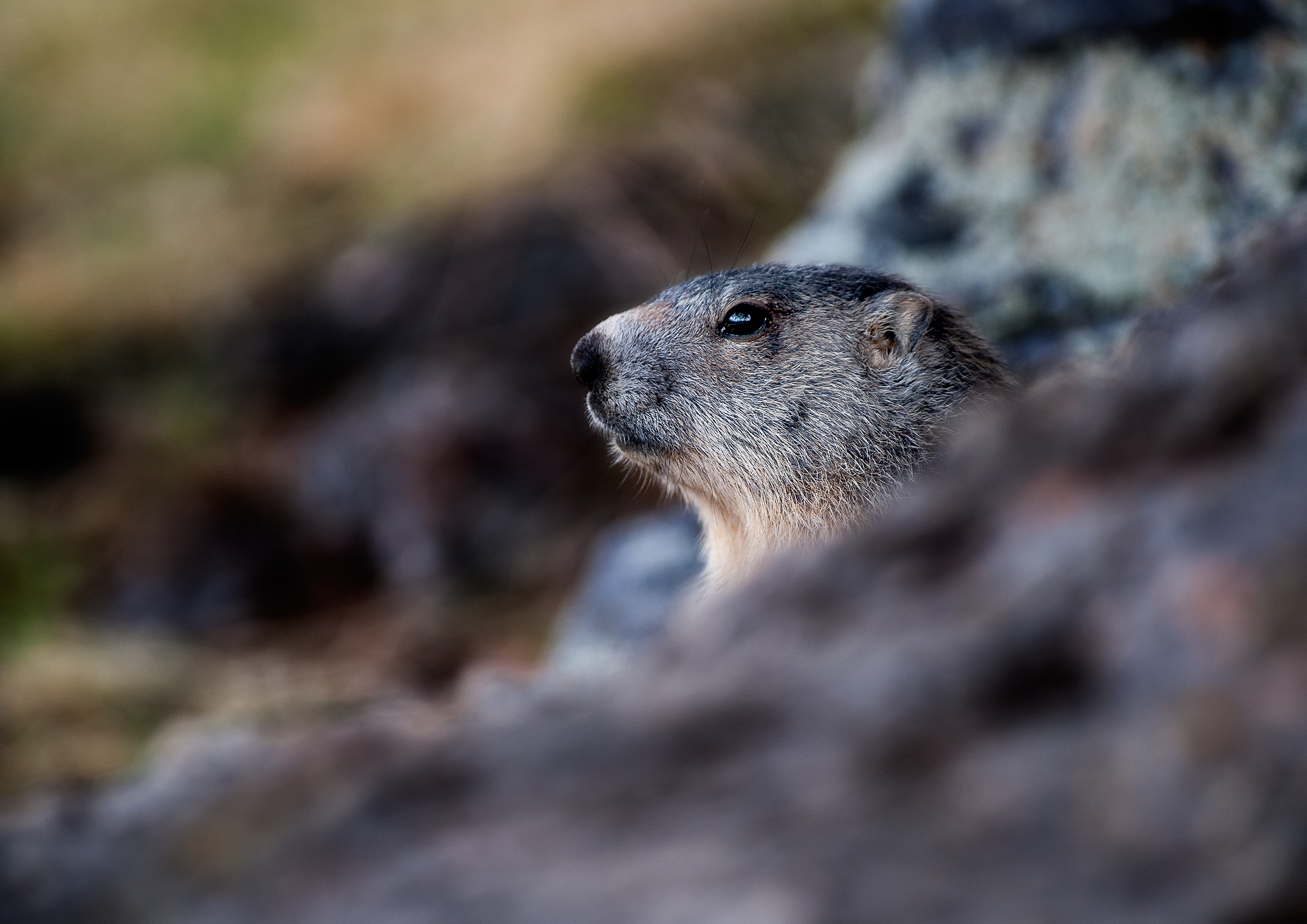 Le marmotte del Mercantour
