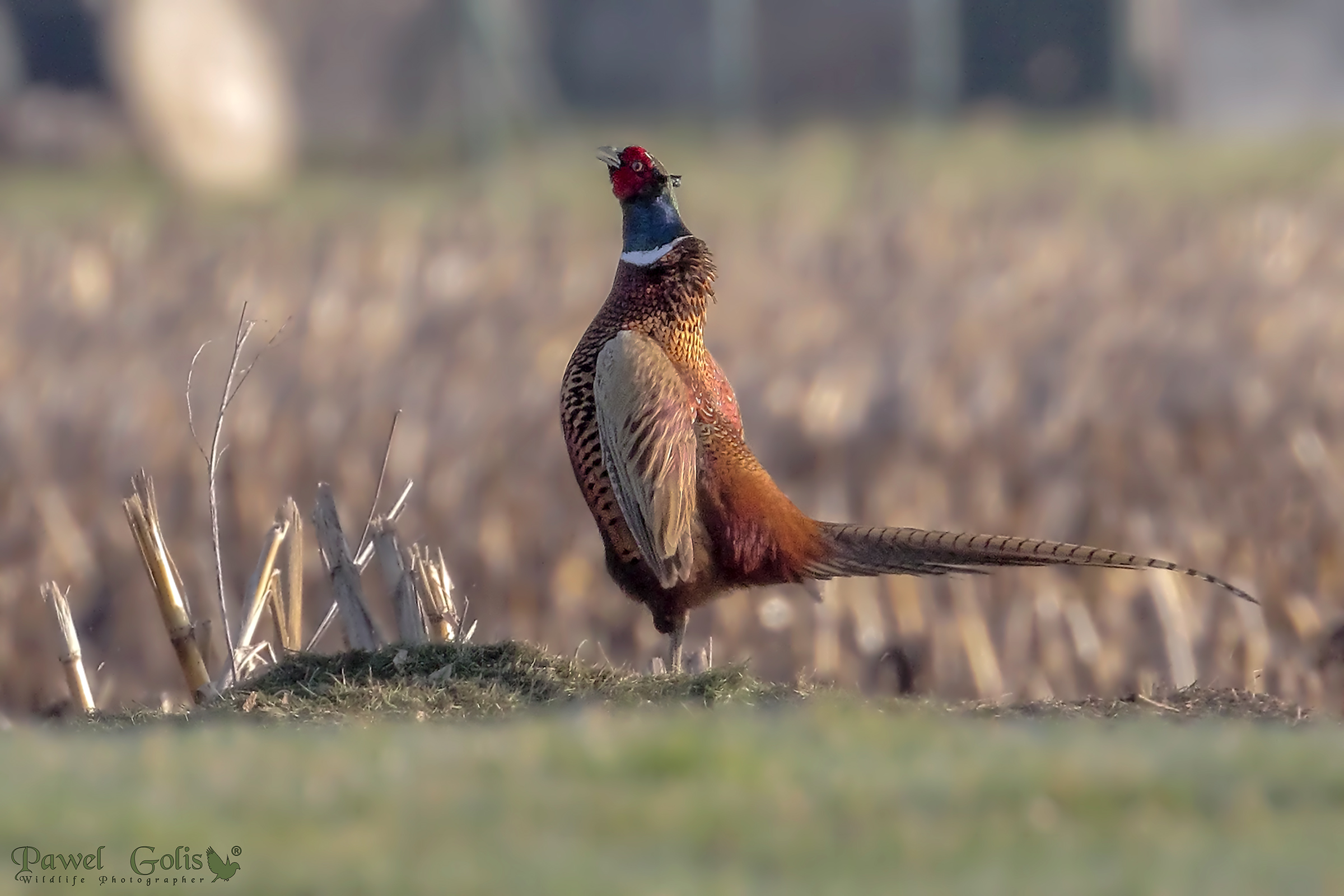 Pheasant (Phasianus colchicus)