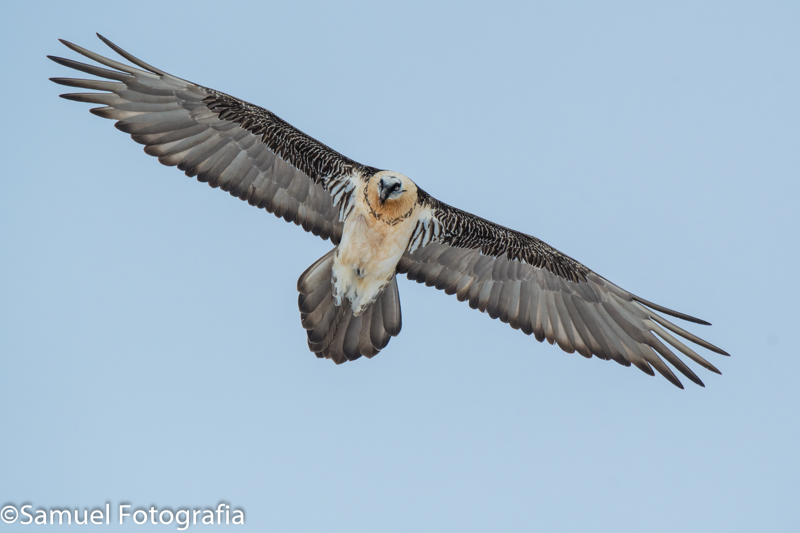 Bearded vulture