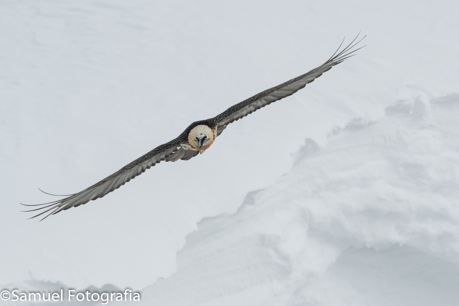 Bearded vulture