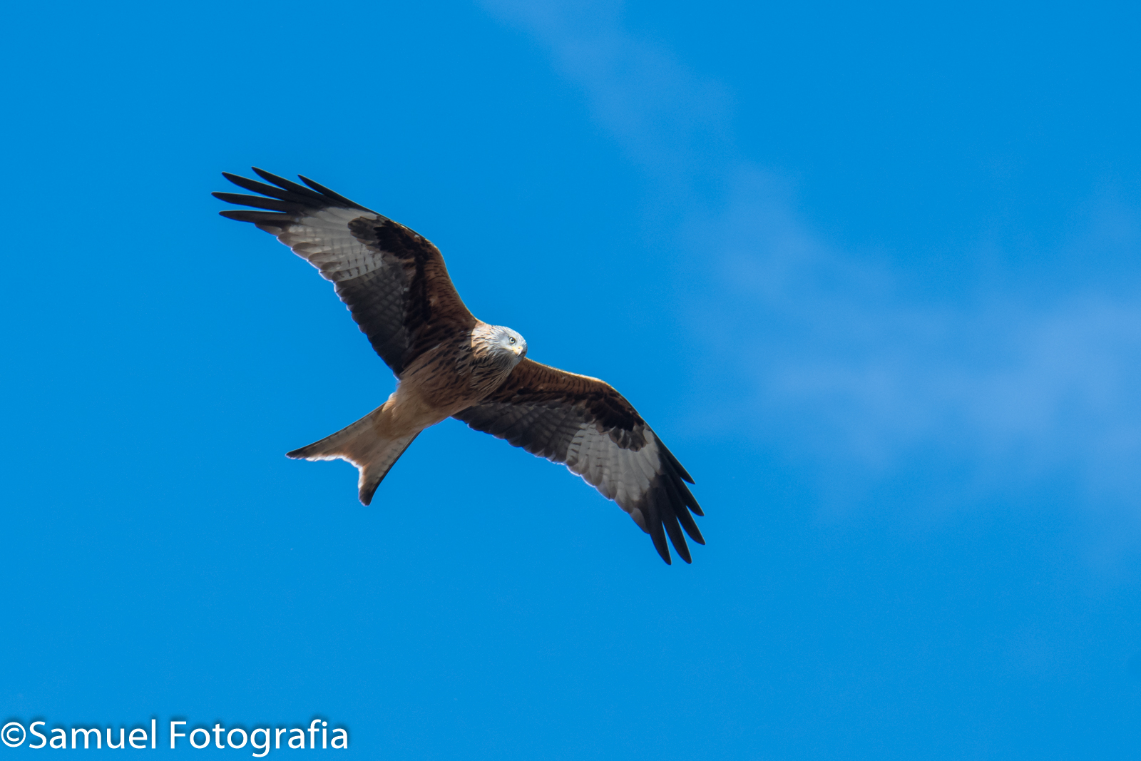 Red kite