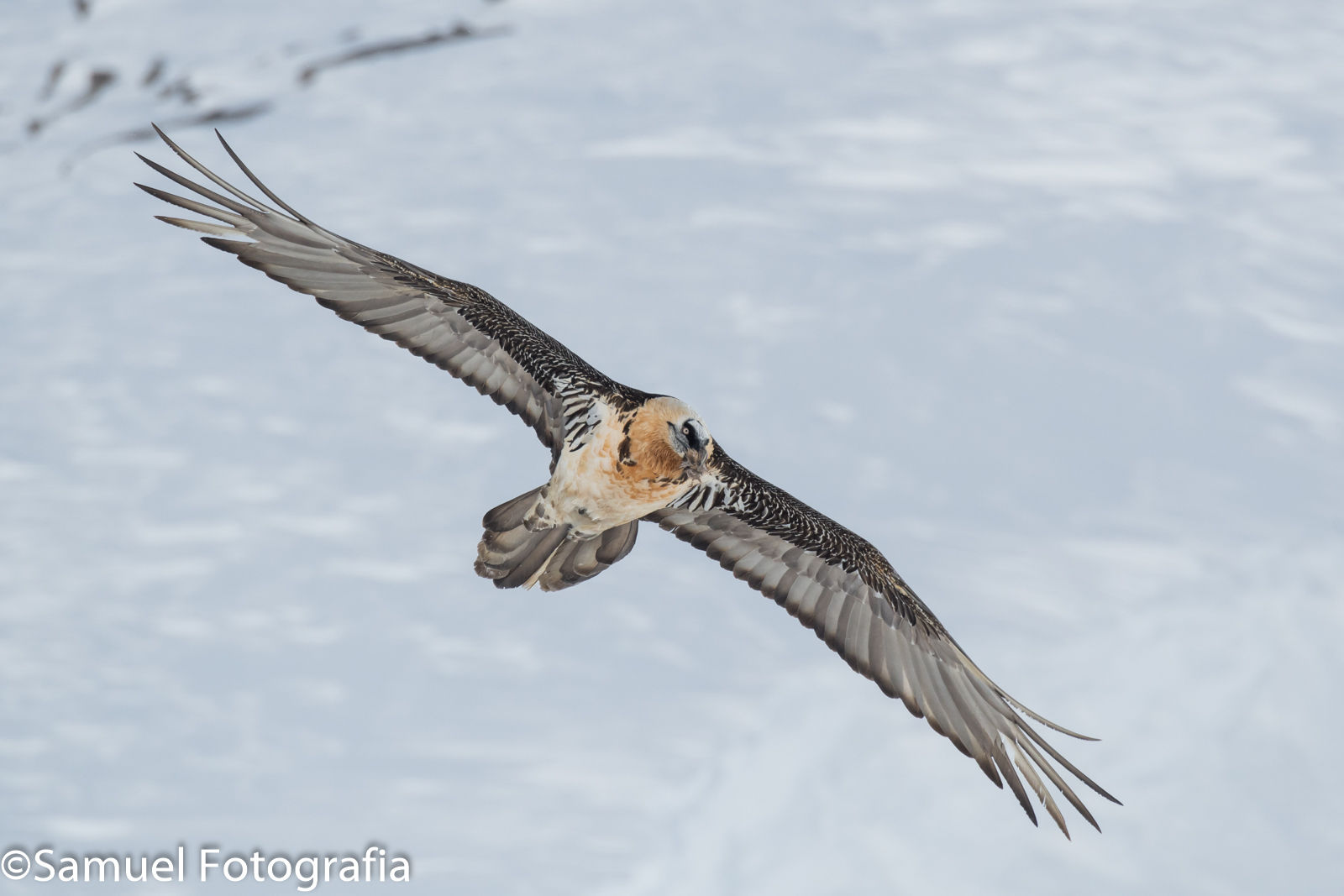 Bearded vulture