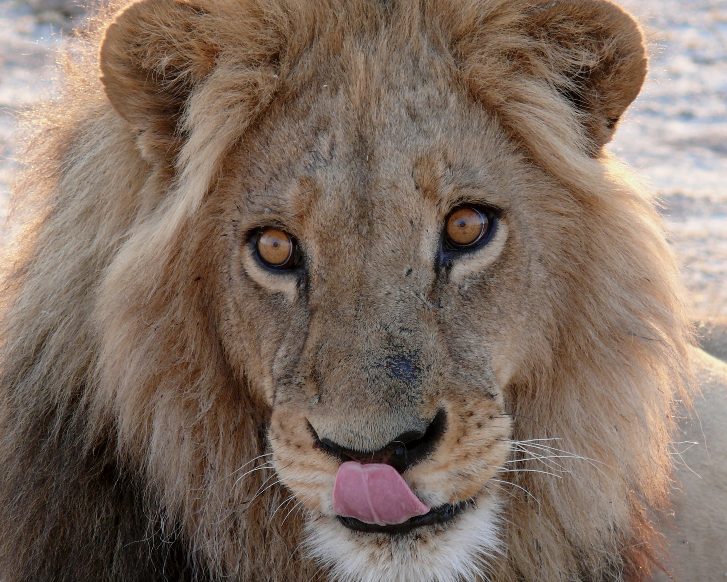 Leone...il rest after the banquet