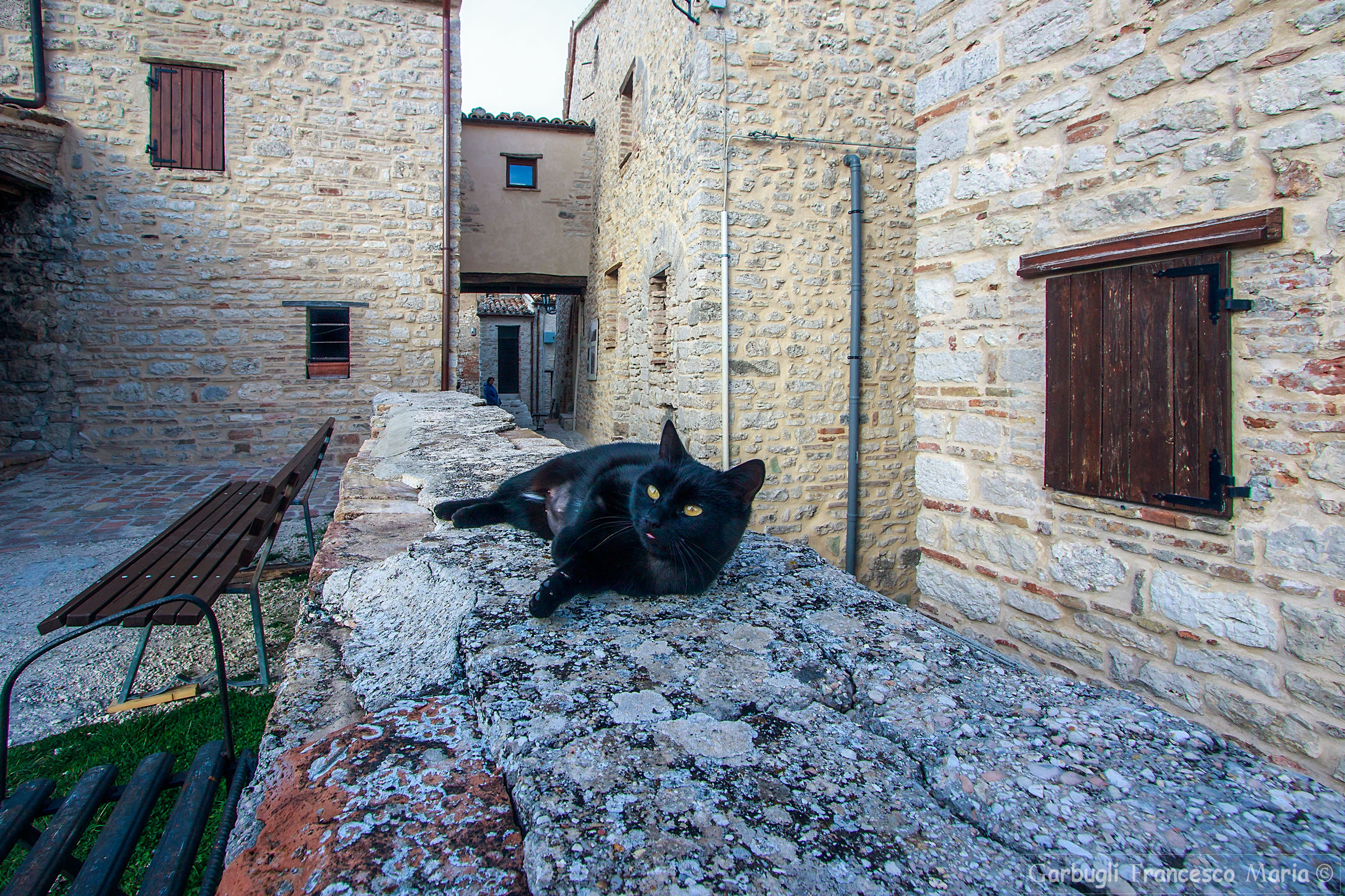 "Twin towns were four cats" ....