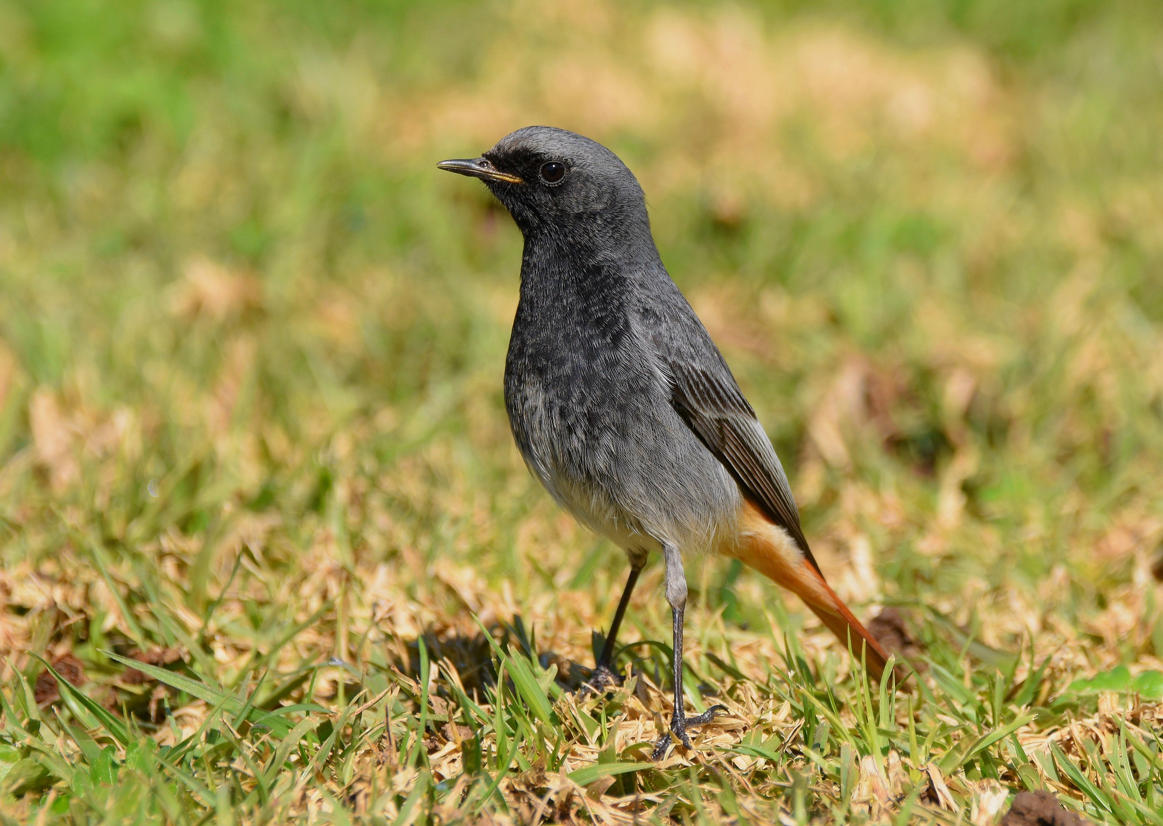 Codirosso Spazzacamino