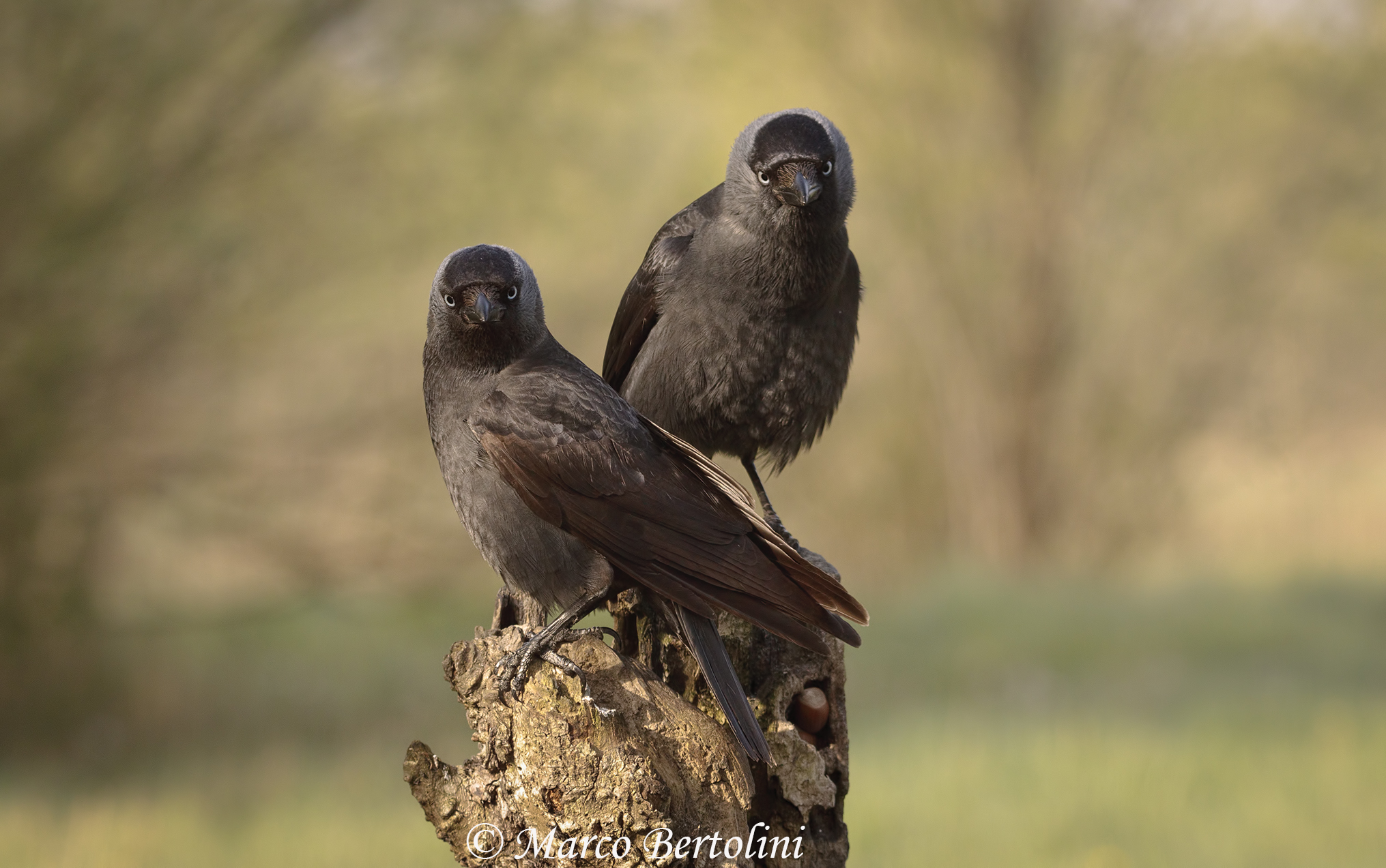 Jackdaws tag team