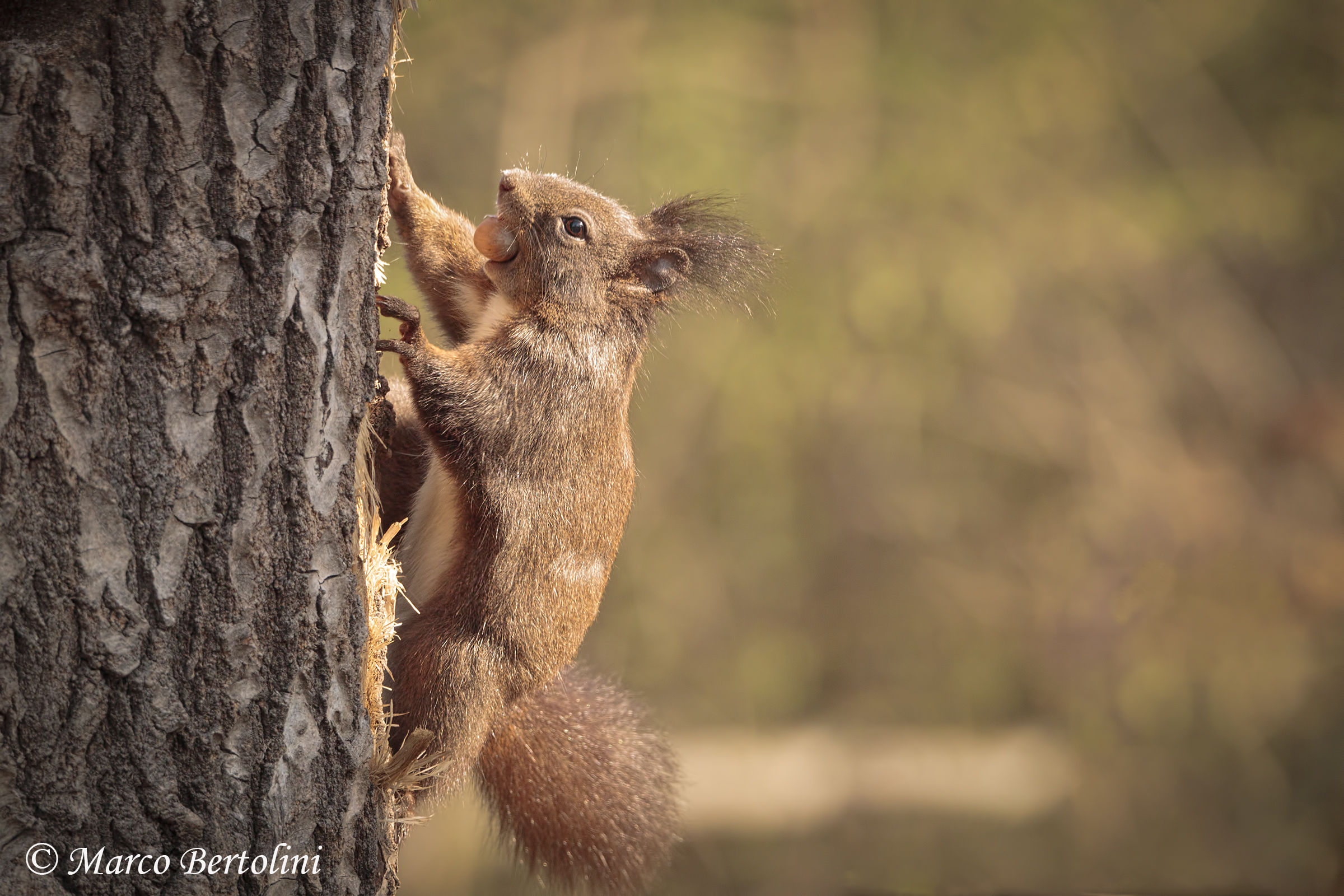 Squirrel climbing